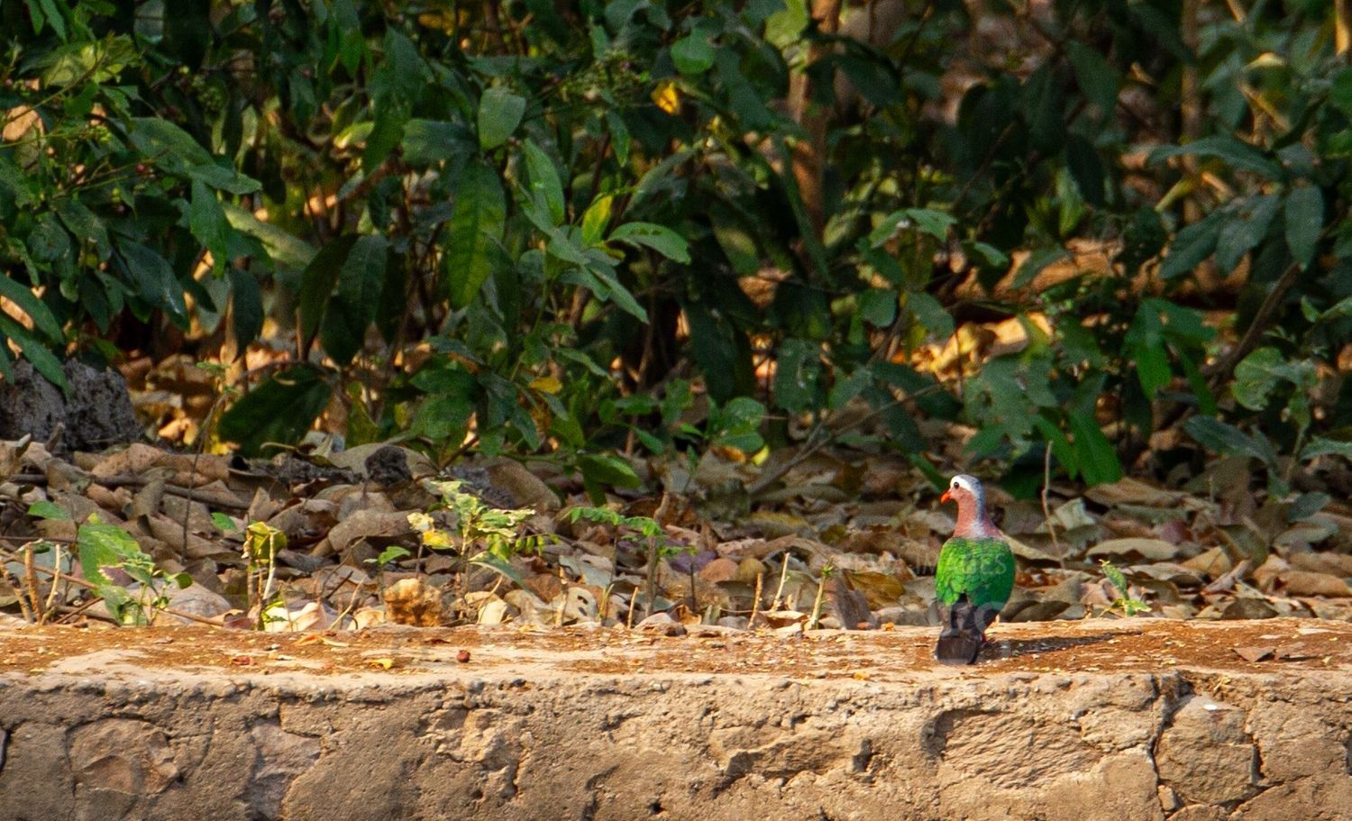 Common emerald dove