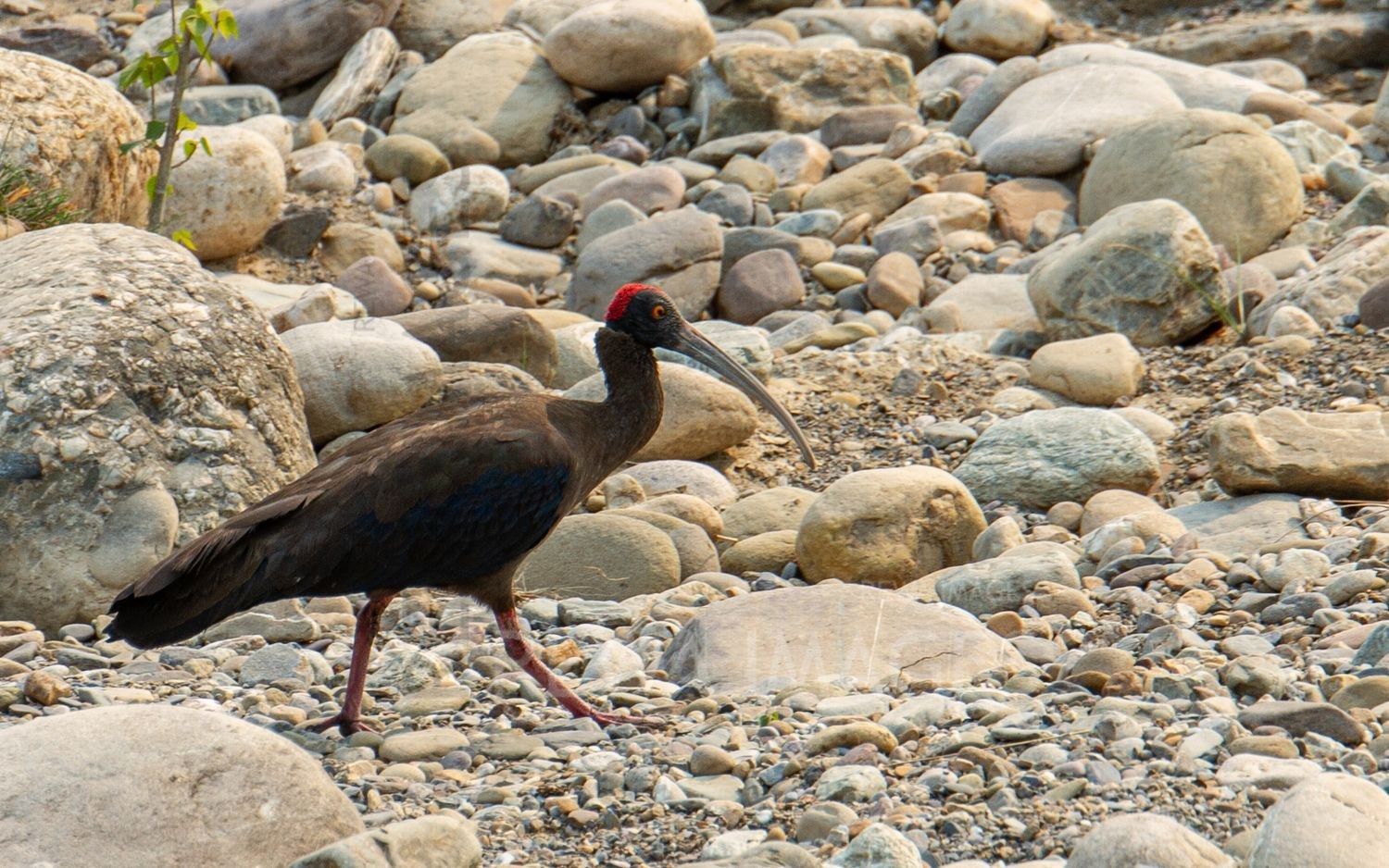 Red-naped Ibis