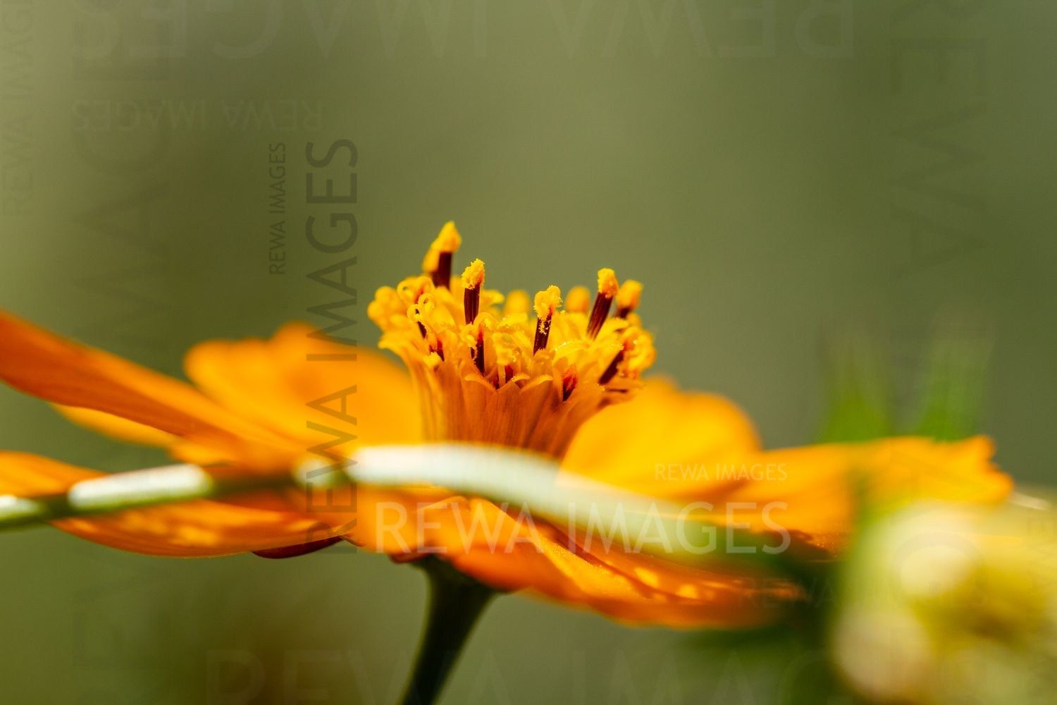 Macro Photography