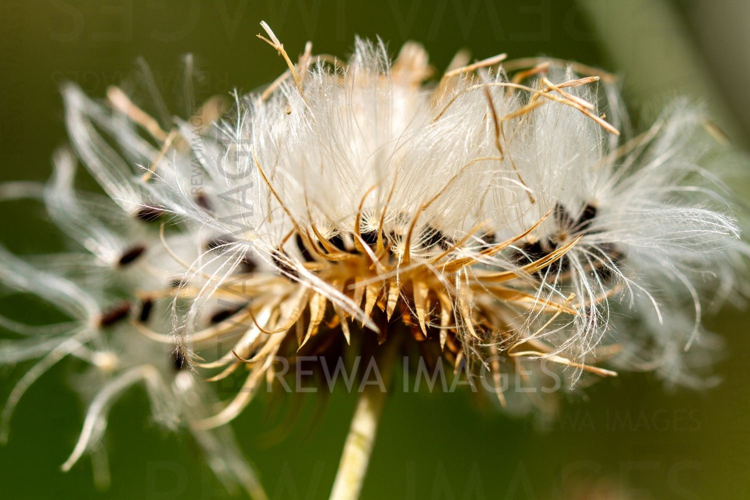 Macro photography