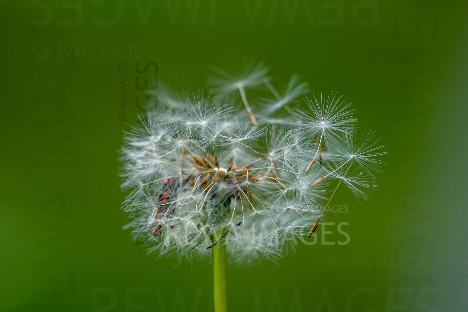 Withering Flowers