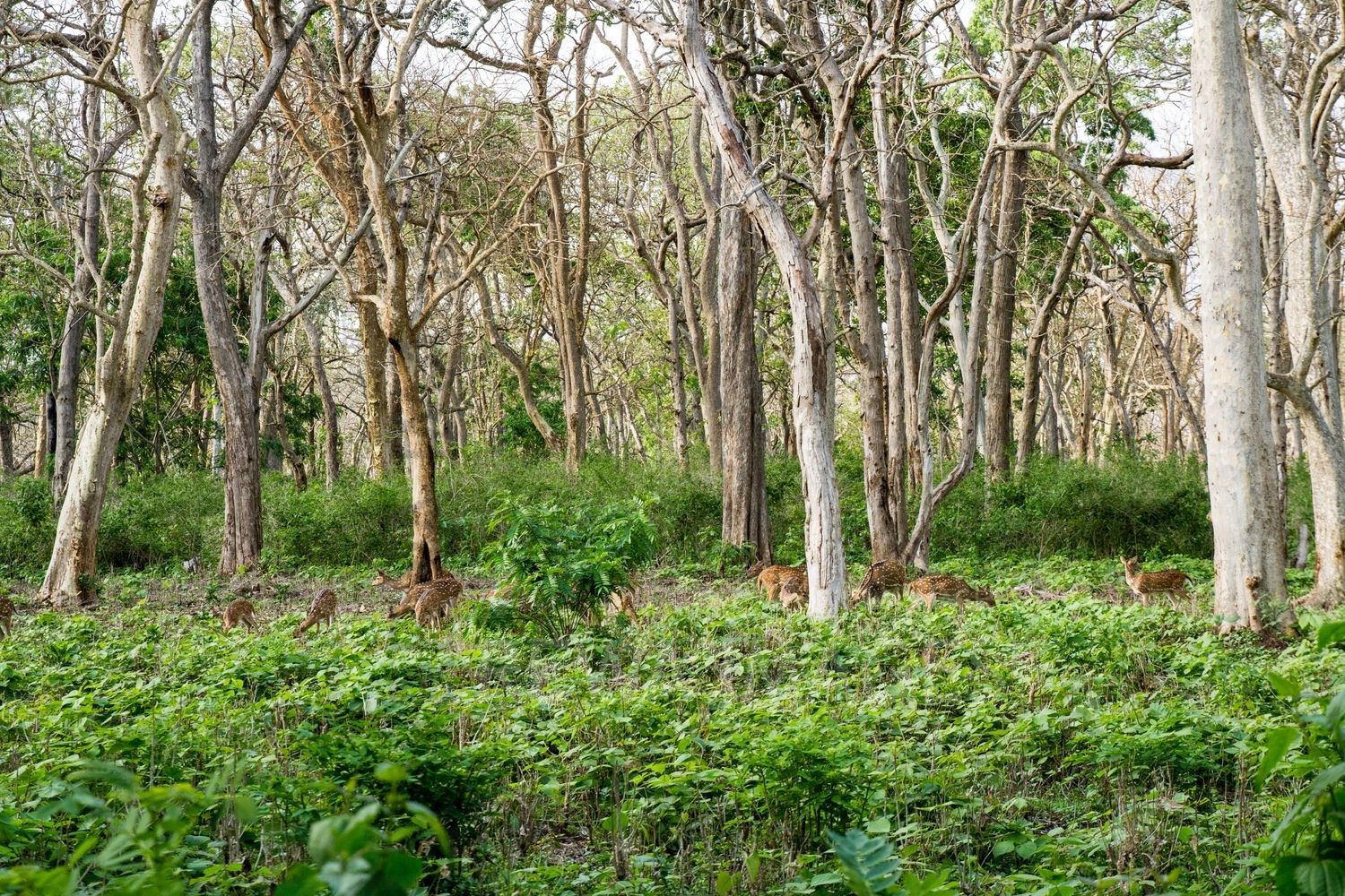 Kerala Forests