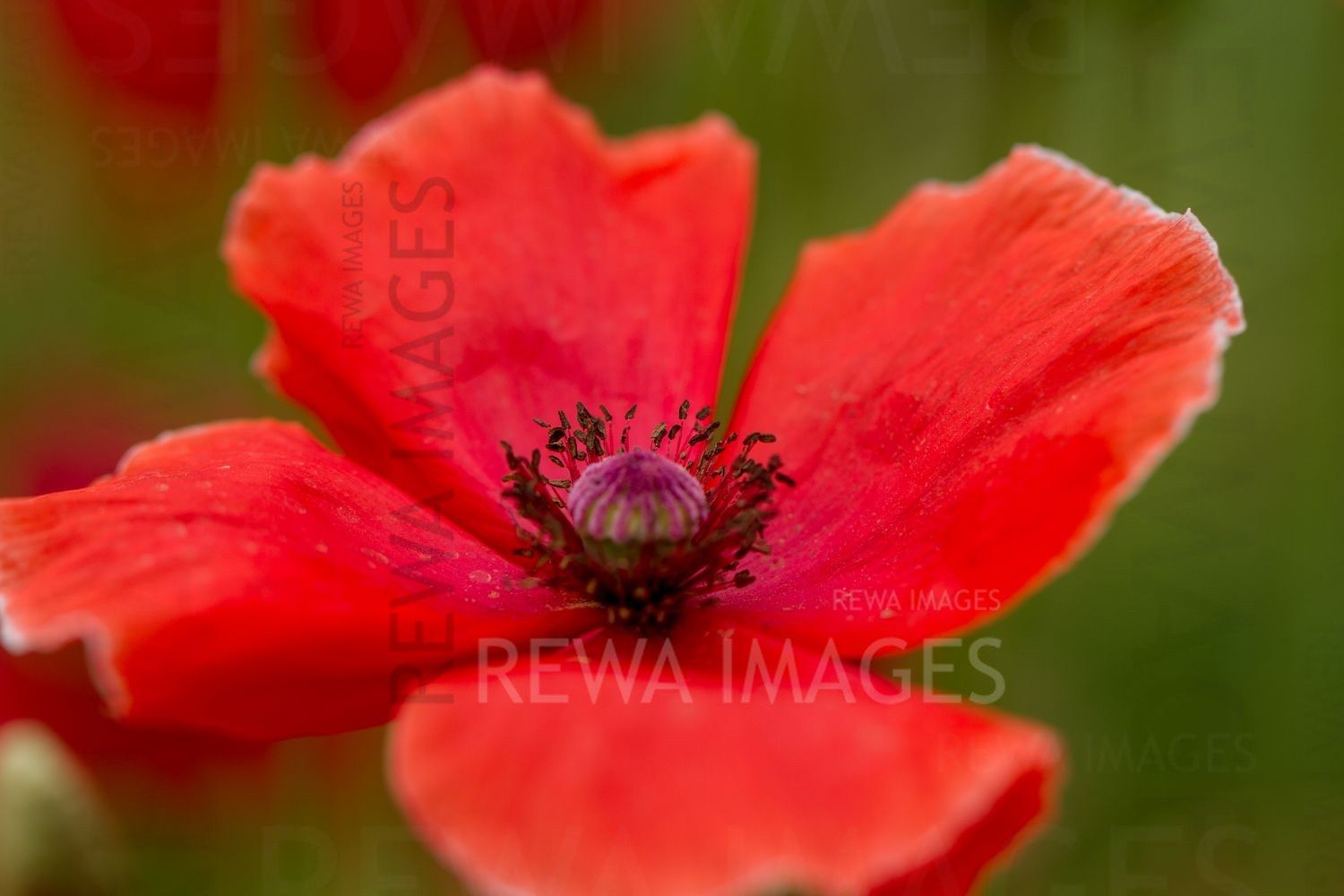 Macro image of flowers