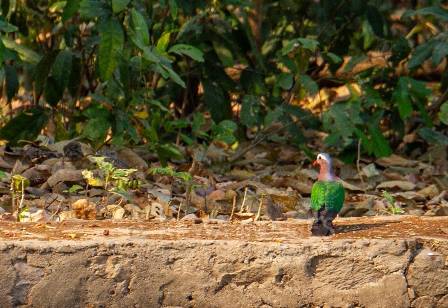 Common emerald dove