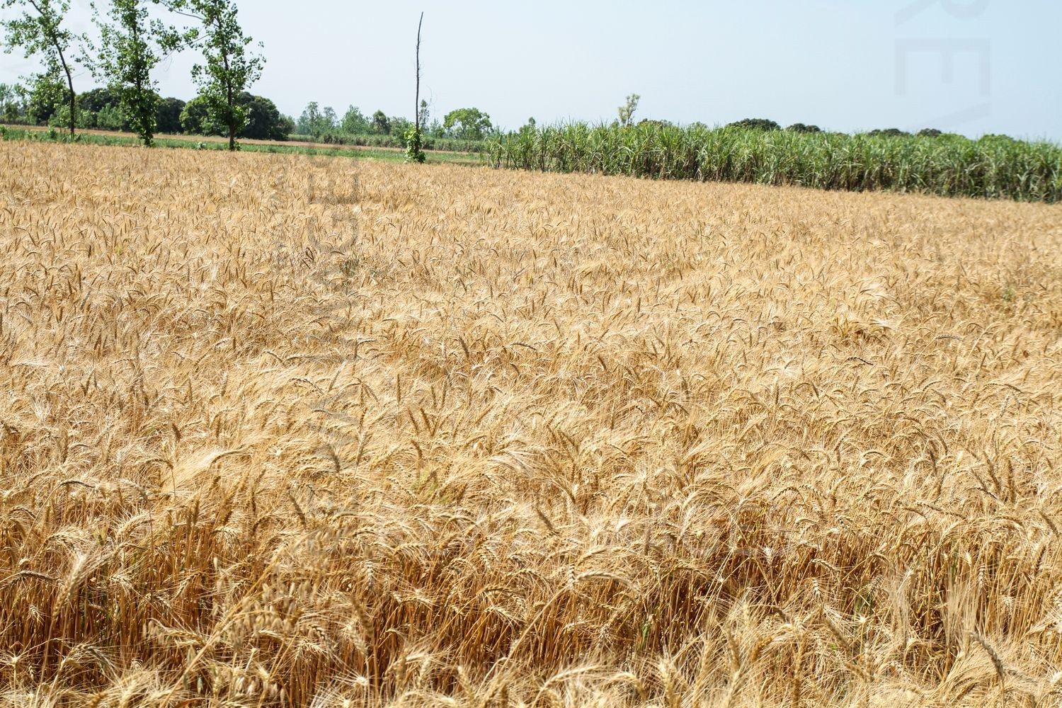 Paddy farms