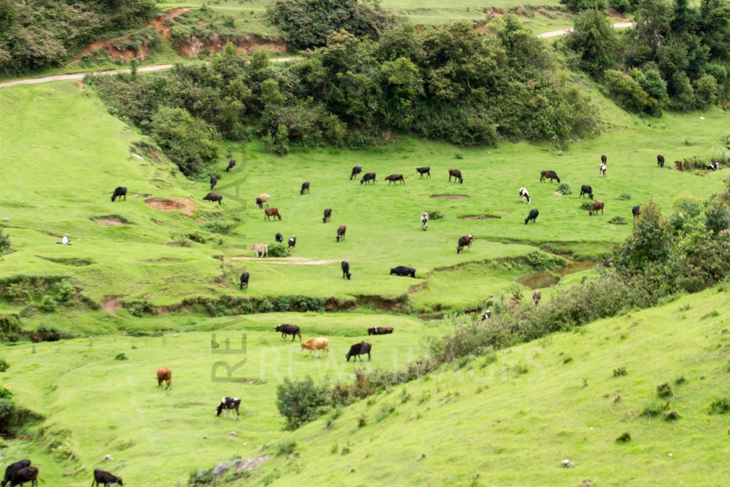 Herds of cow