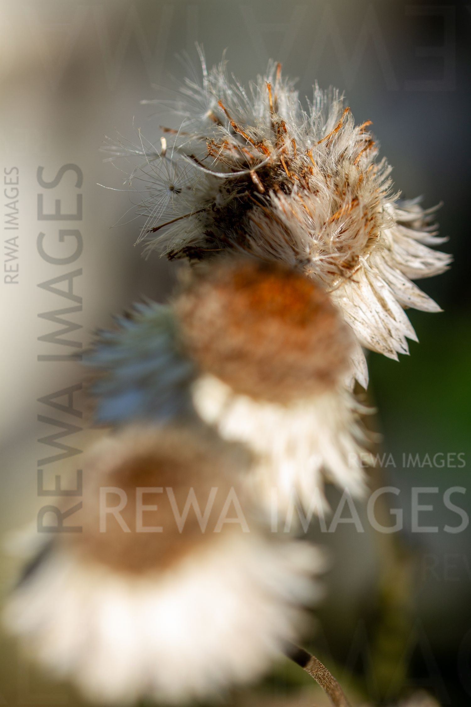 Macro Photography