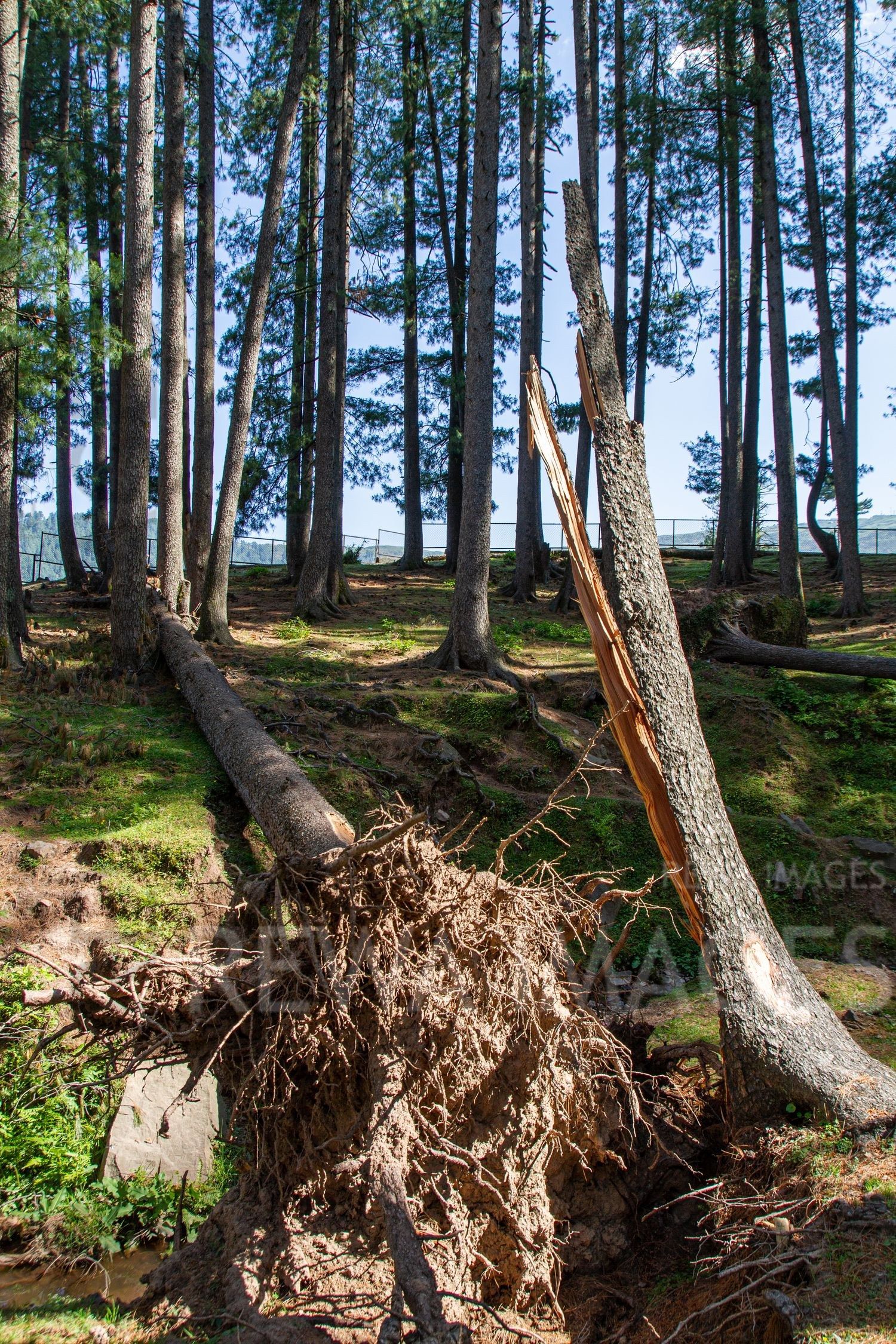Pine Trees