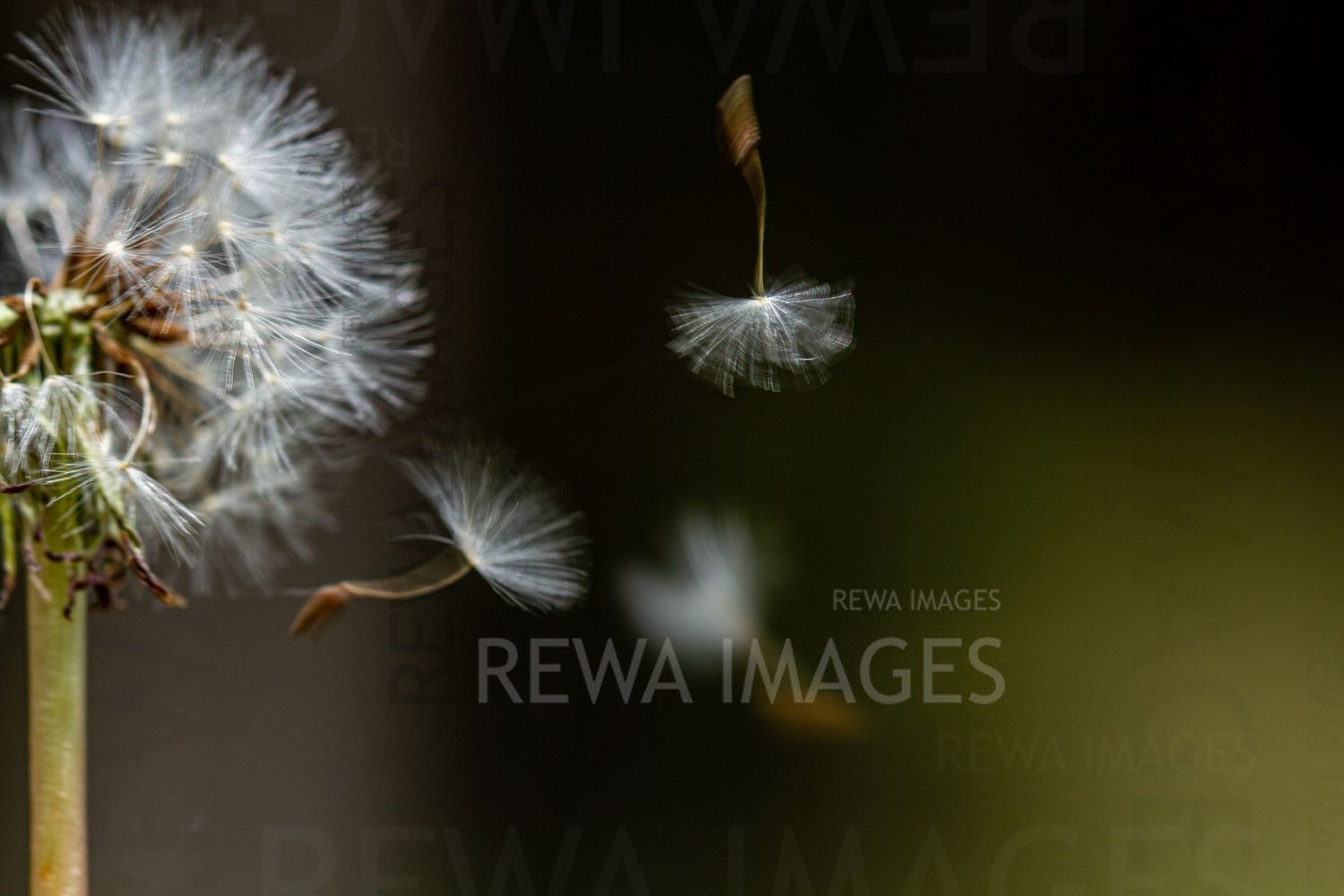 Withering Flowers