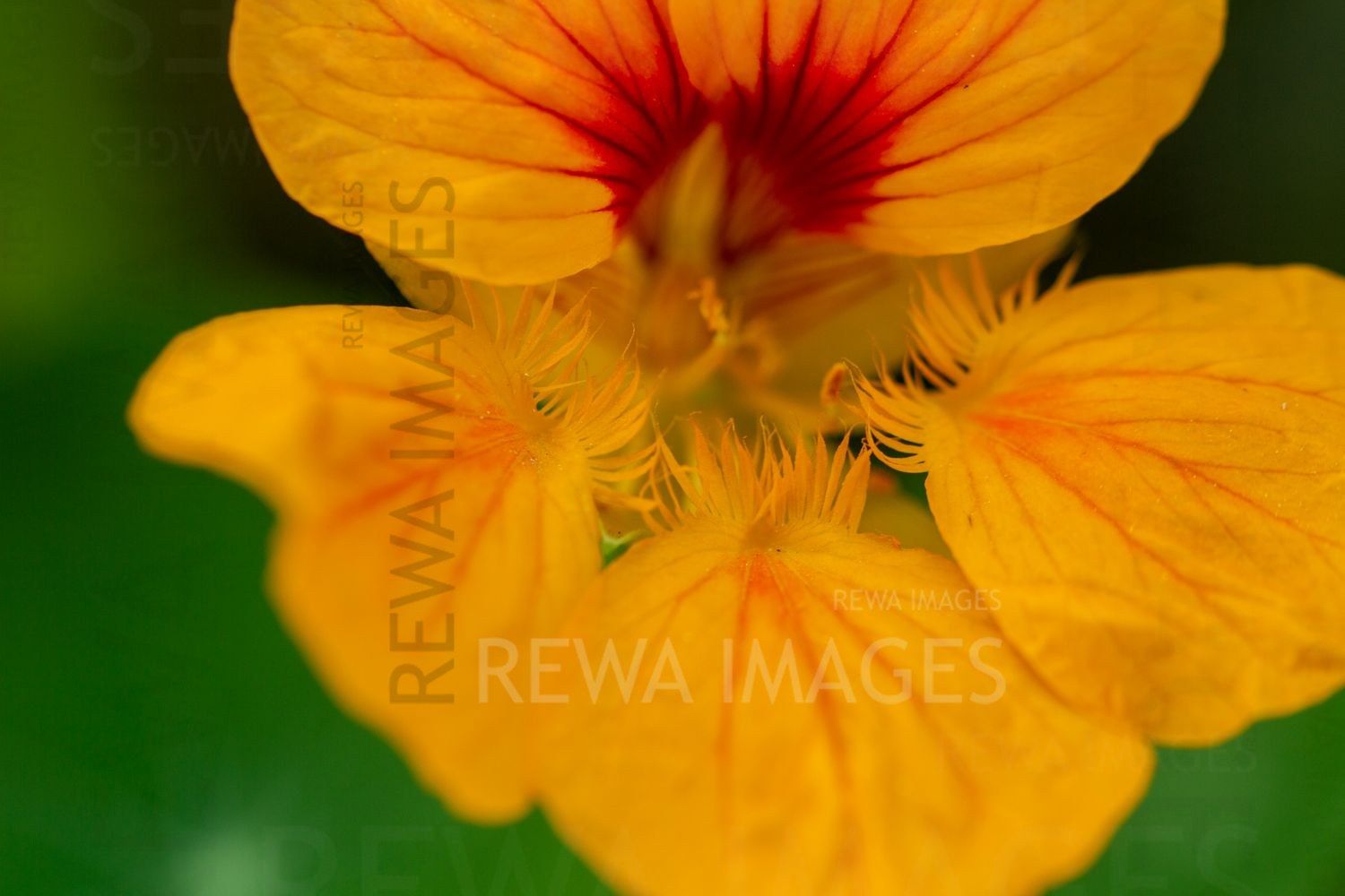 Macro Photography