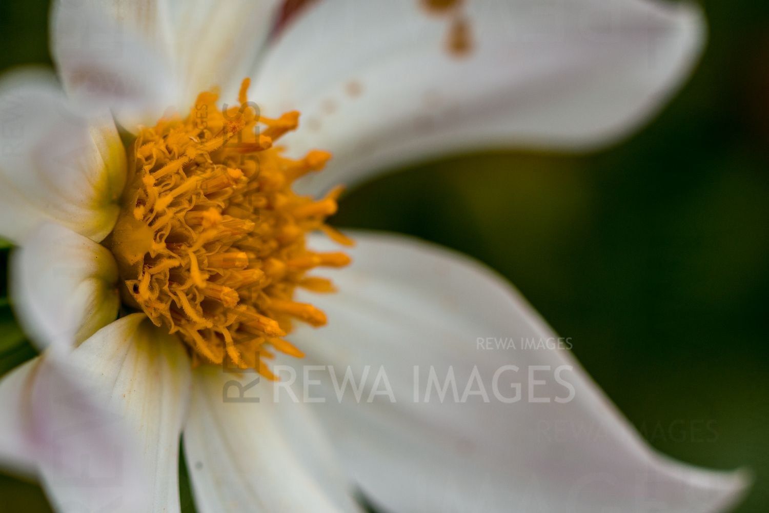 The magic of macro photography of flowers