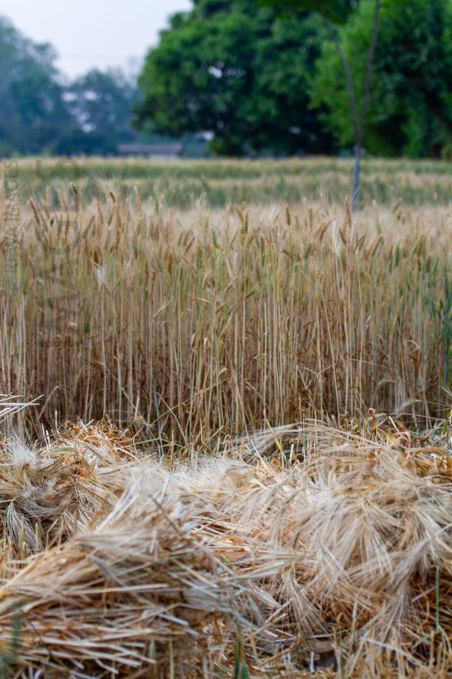 Farming and Agriculture