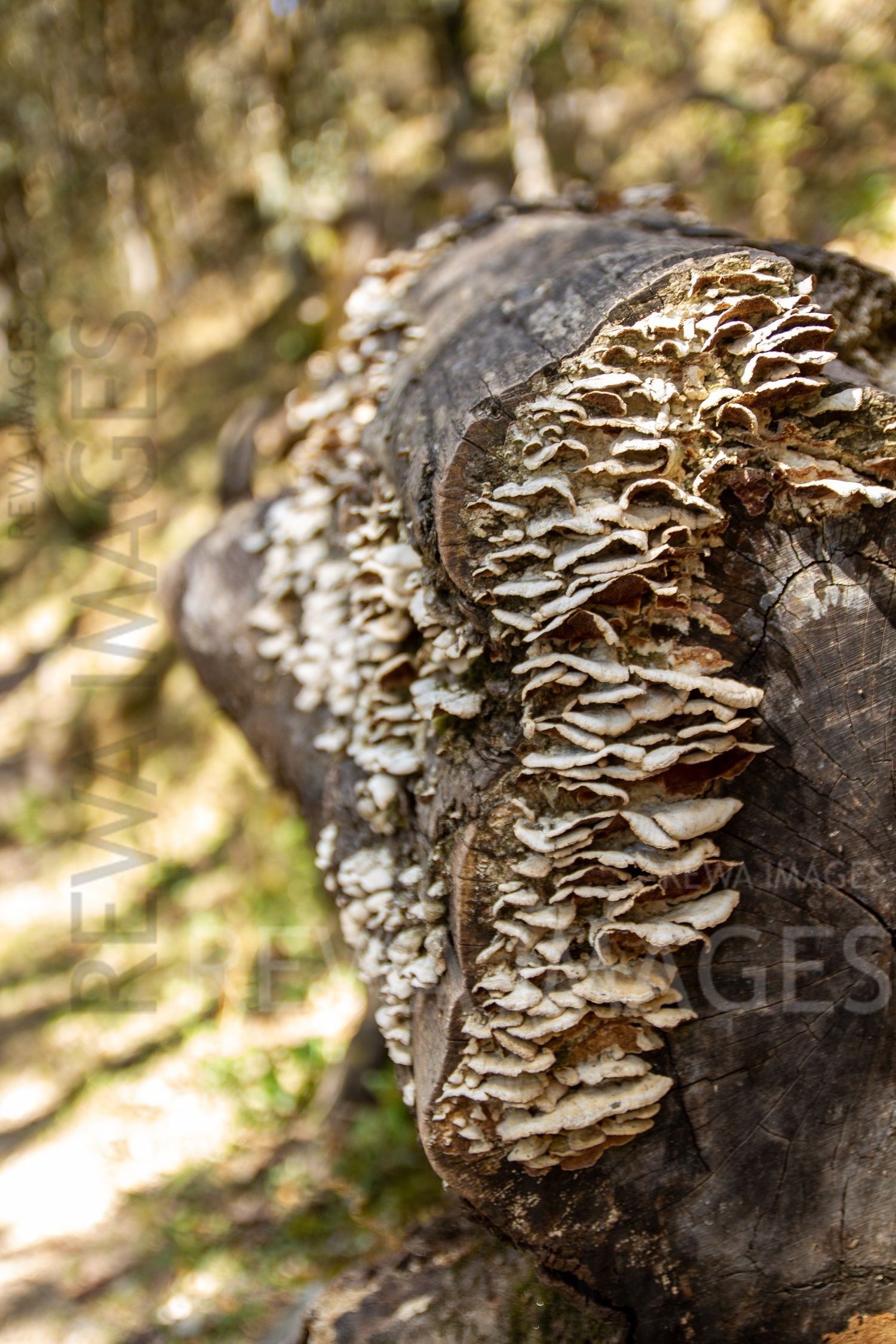 Himalayan Forests