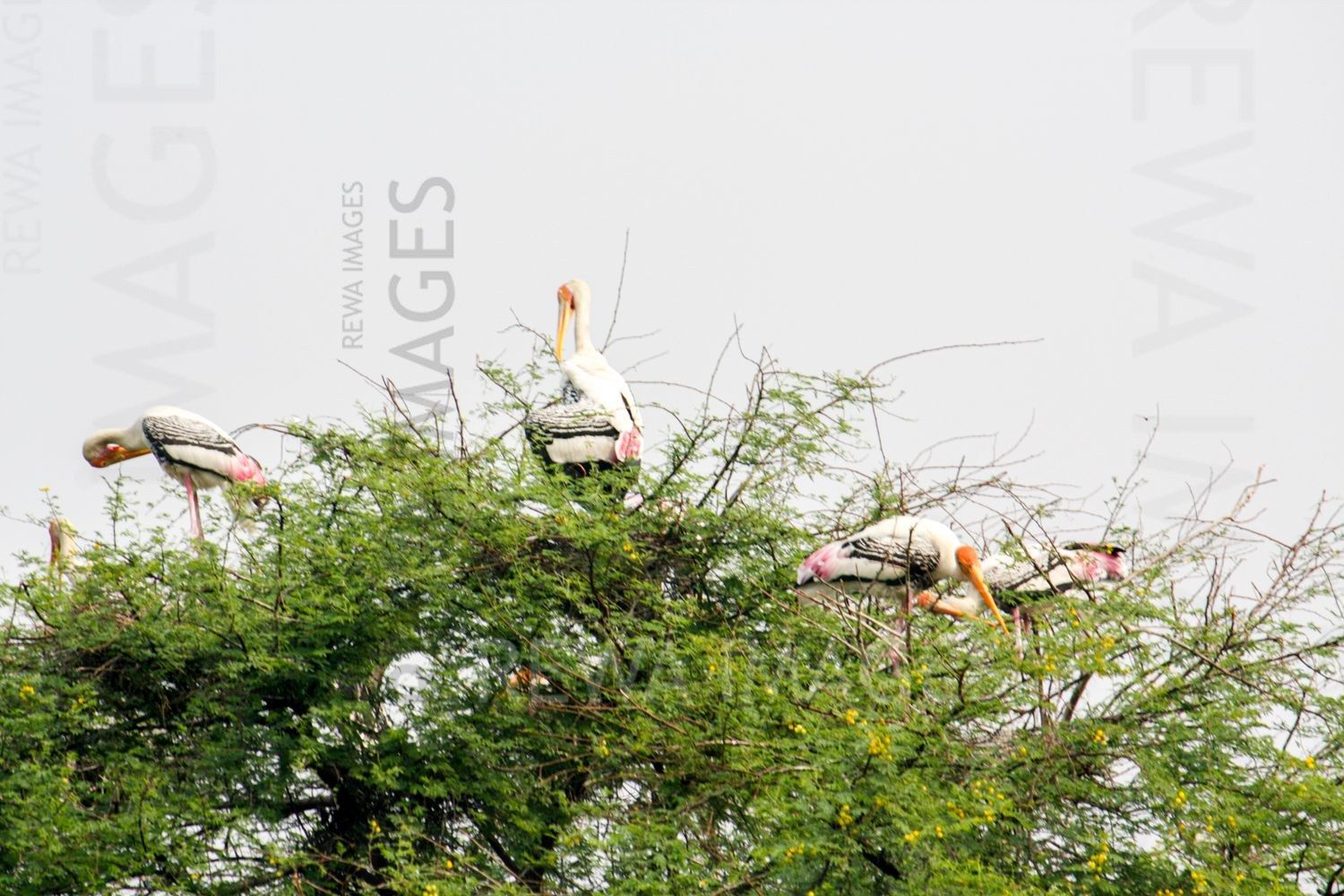 Painted Stork at Bharatpur