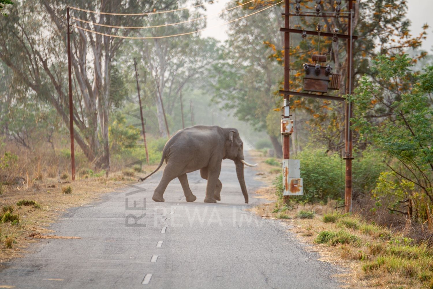 Indian elephant at Jim corbett
