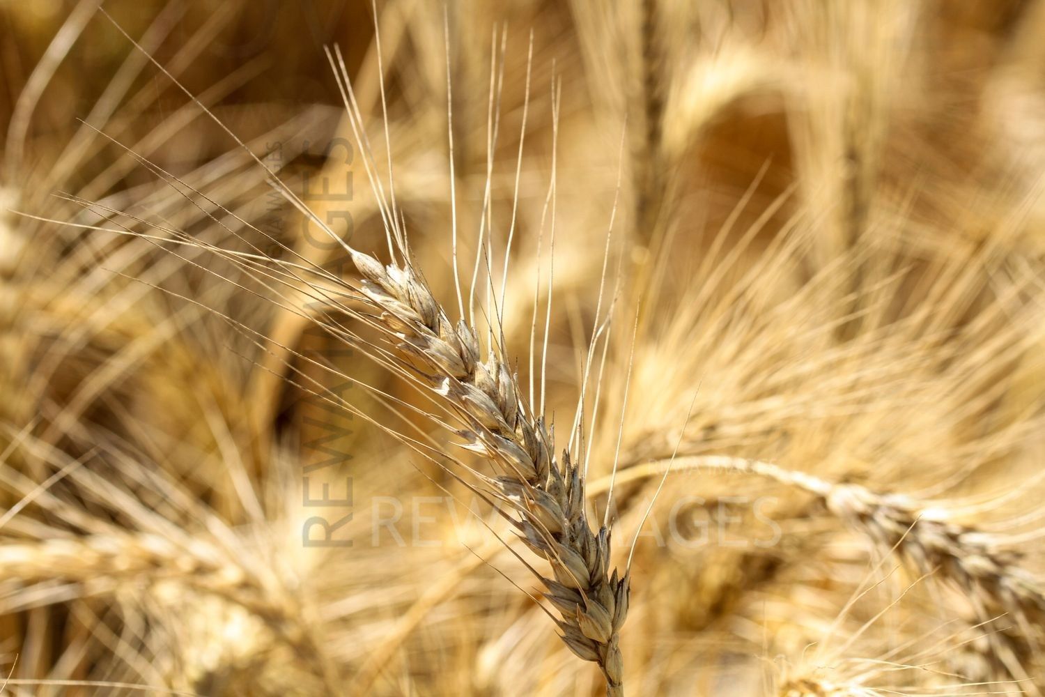 Paddy farms