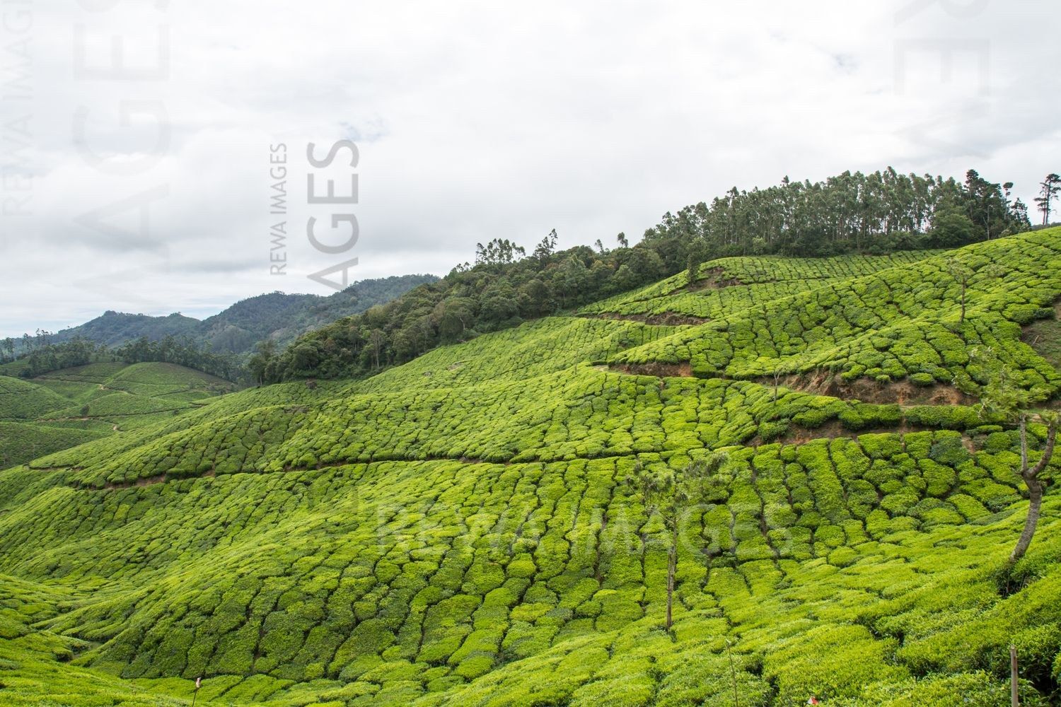 Munnar tea estates