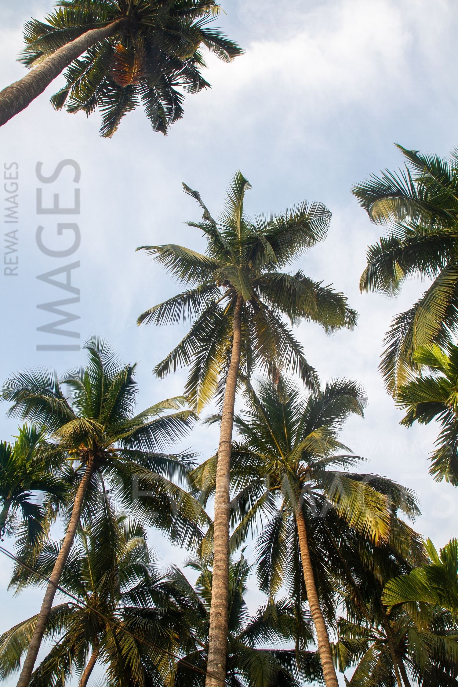 Coconut trees