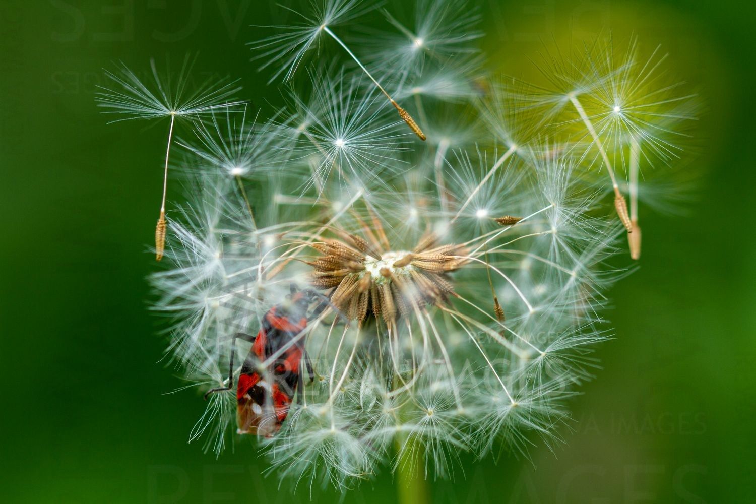 Withering Flowers