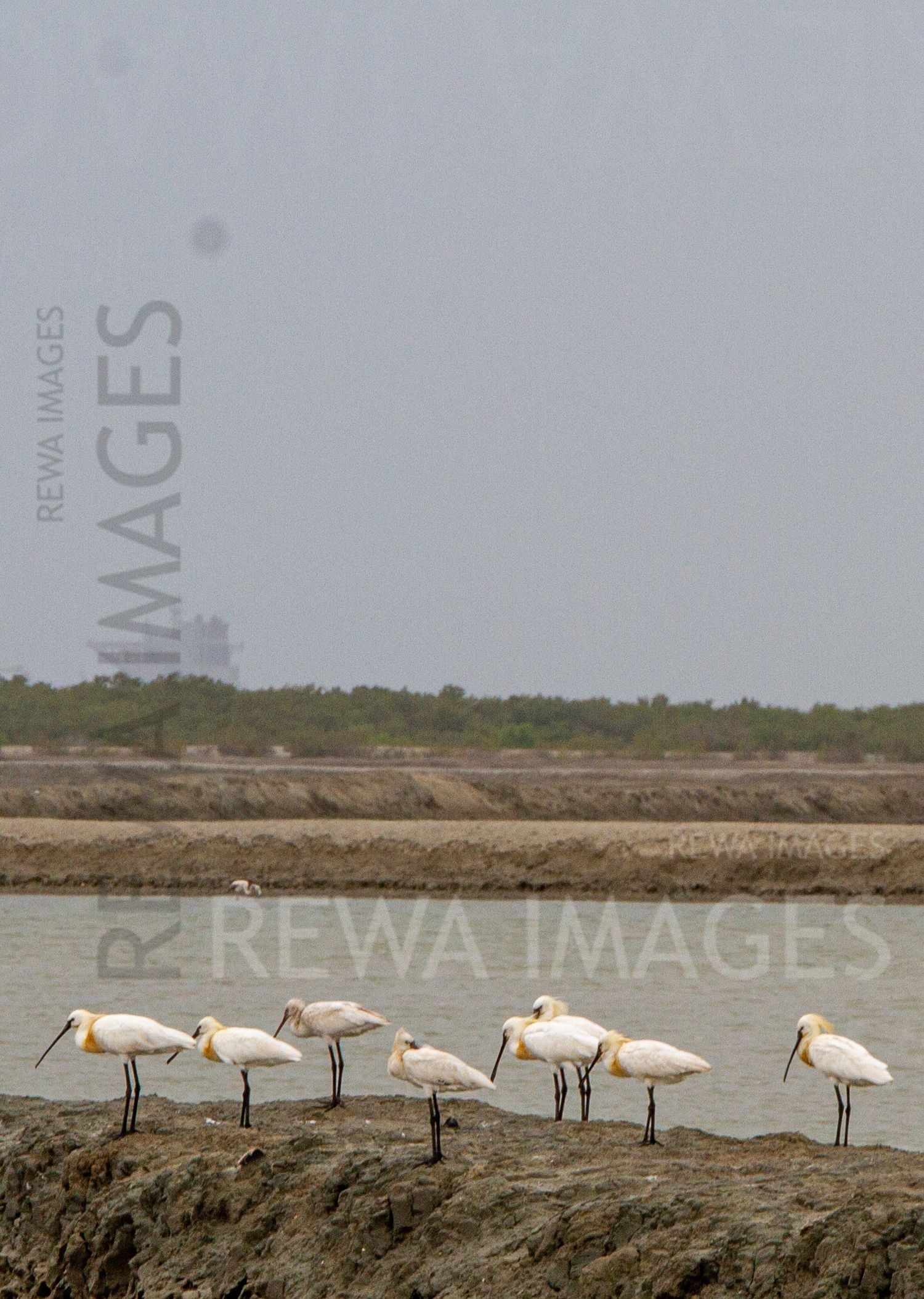 Eurasian Spoonbill
