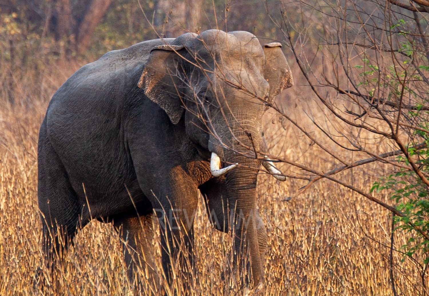 Indian elephant