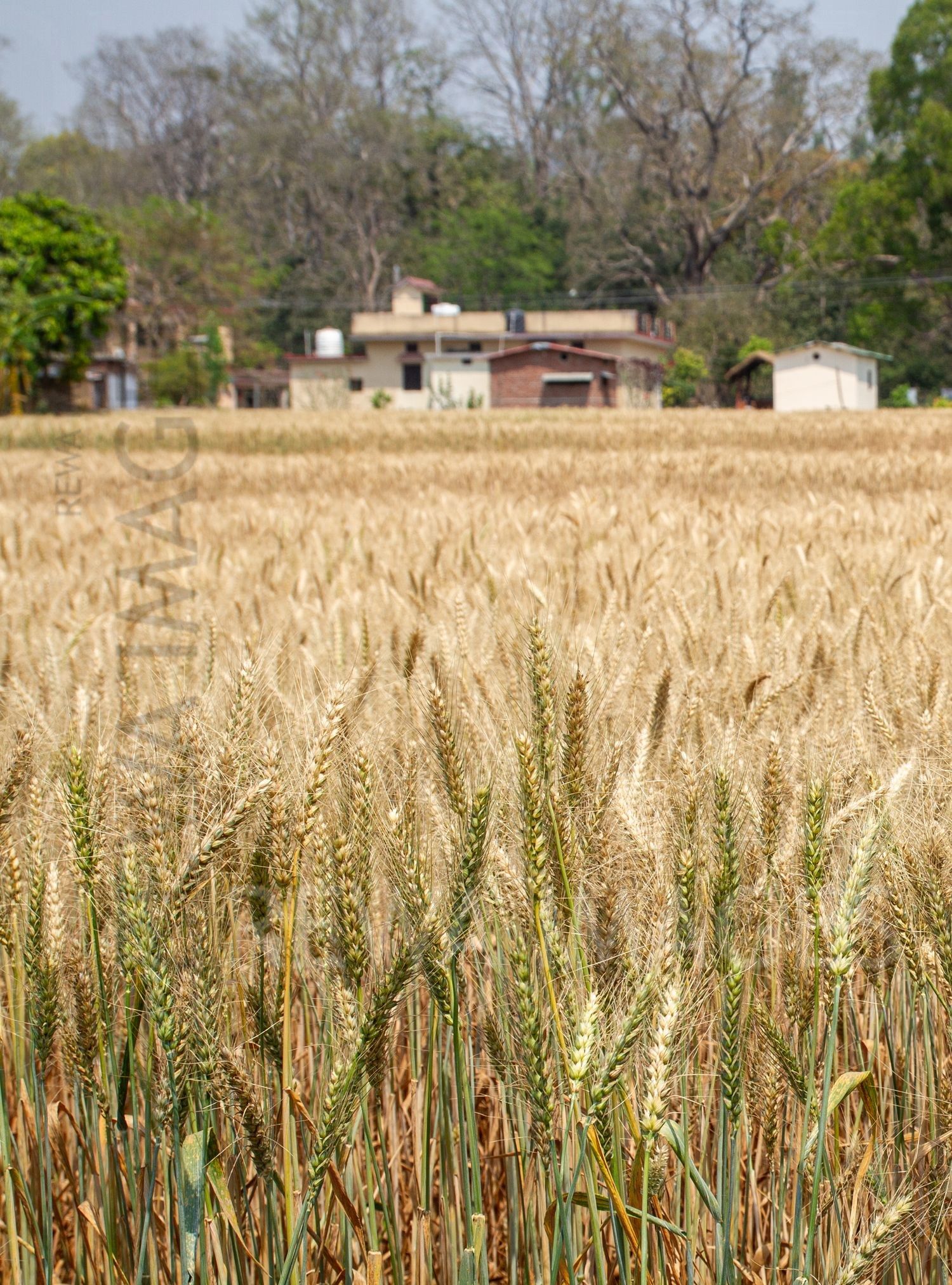 Paddy fields at Jim Corbett