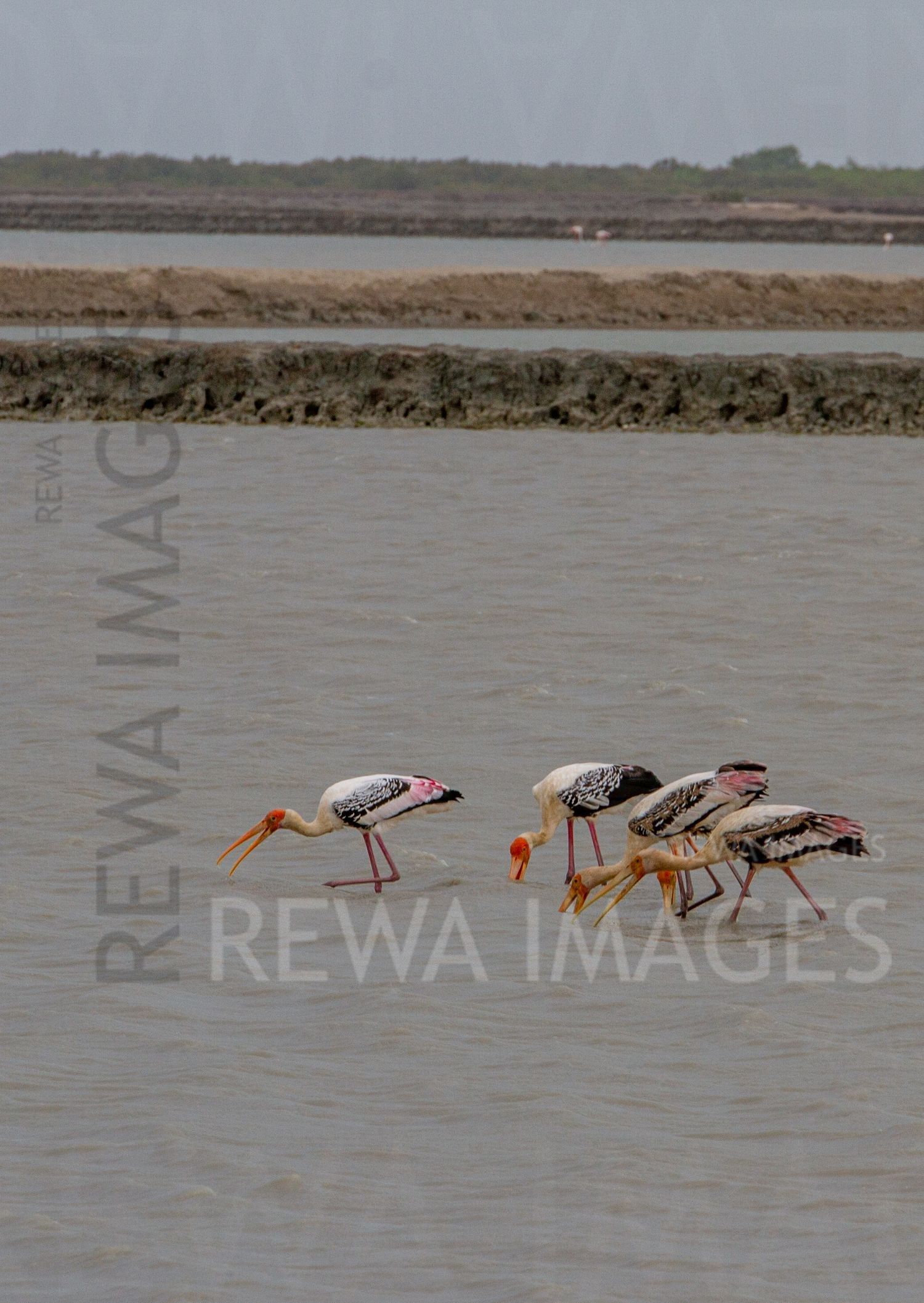Painted Storks
