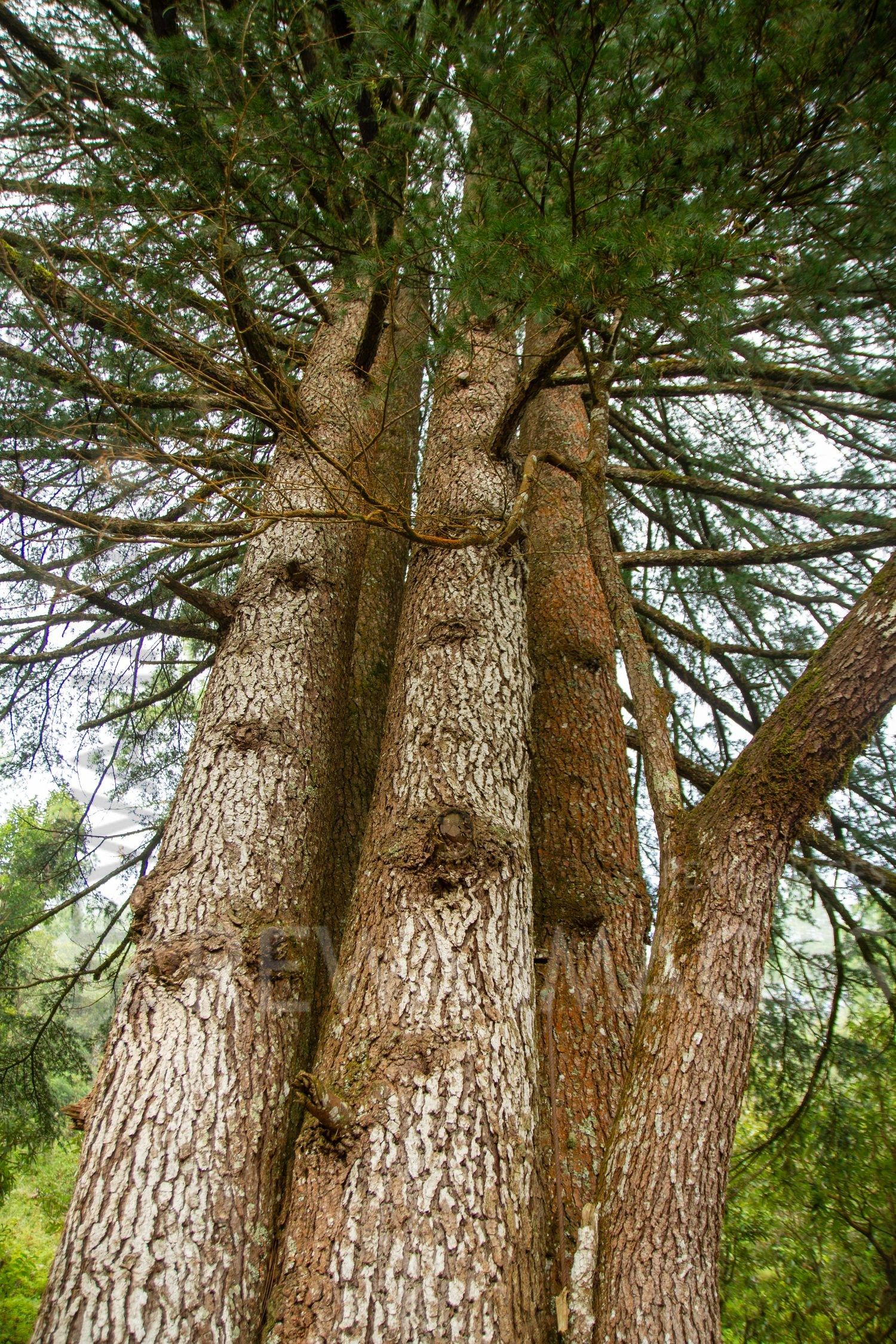 Tall pine trees