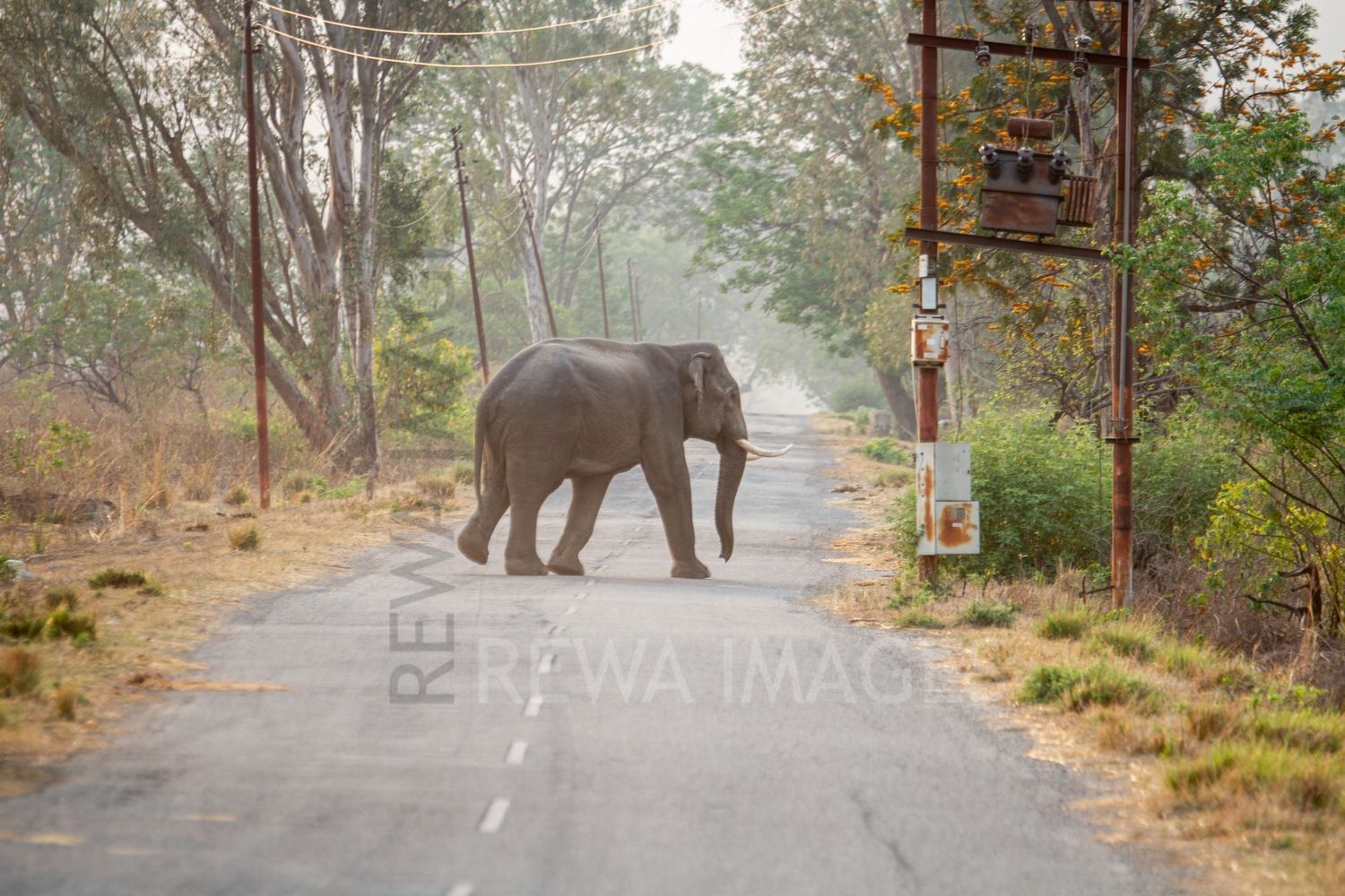 Indian elephant at Jim corbett