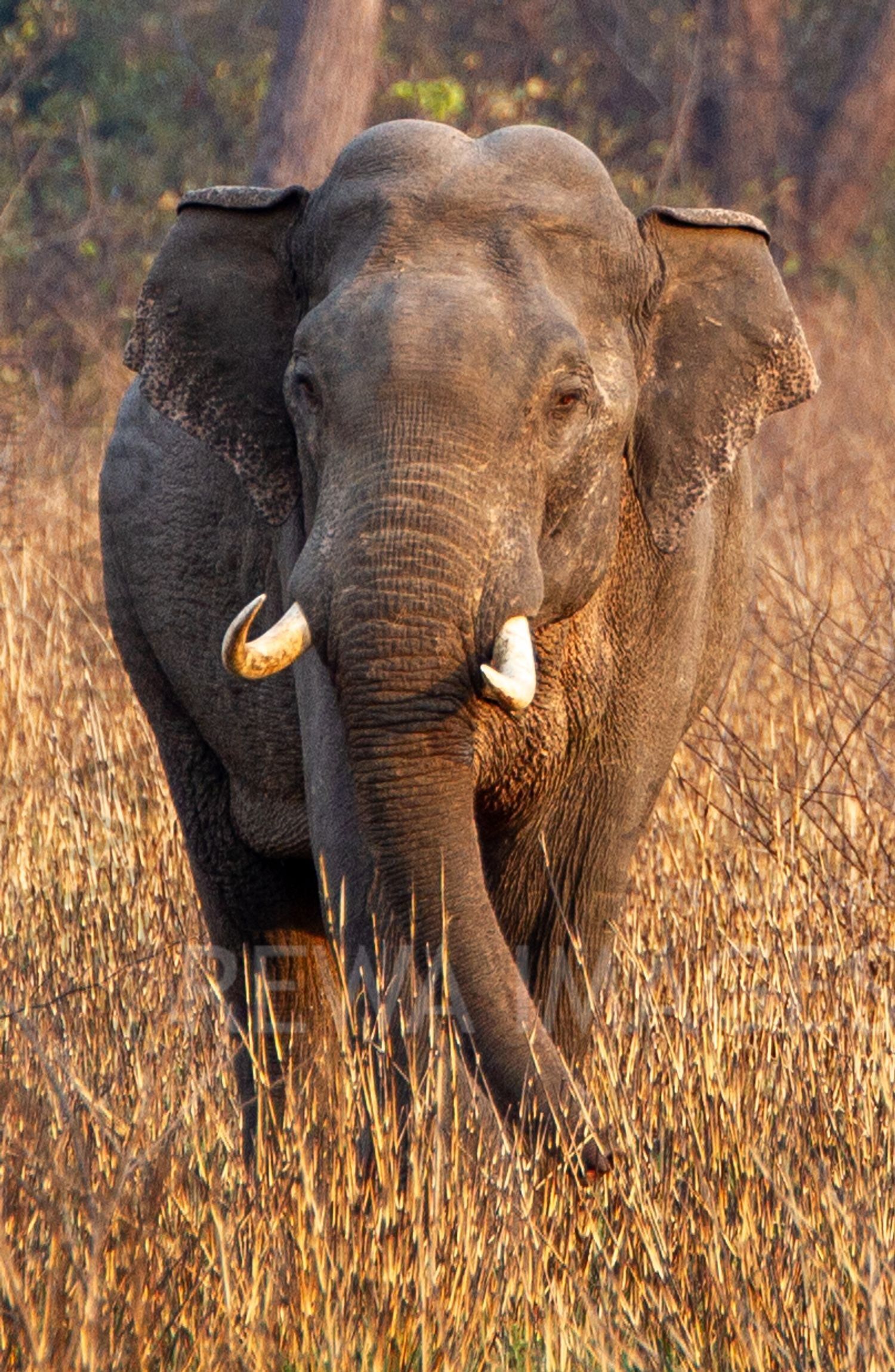Indian elephant