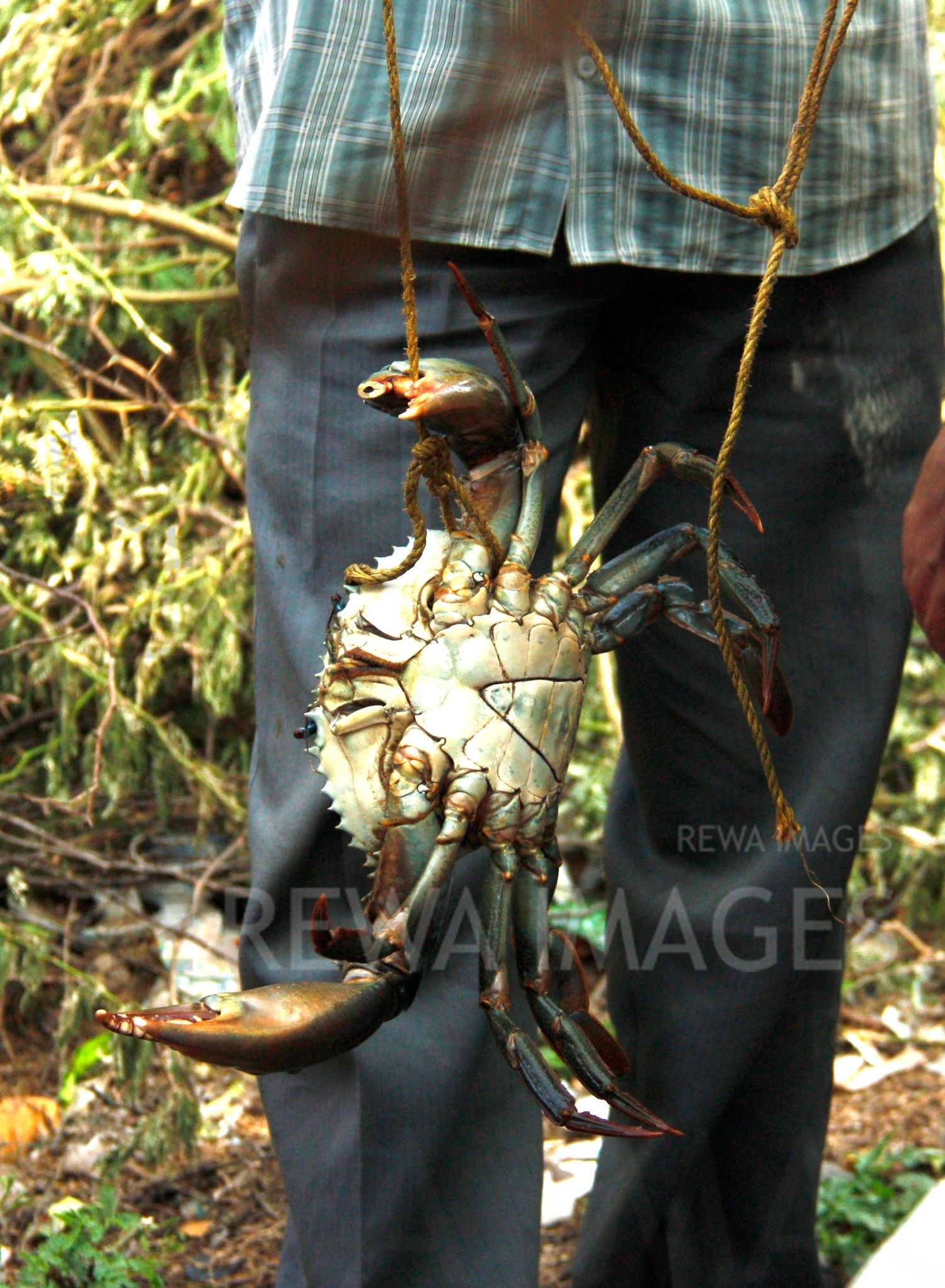Crabs in Kutch coast