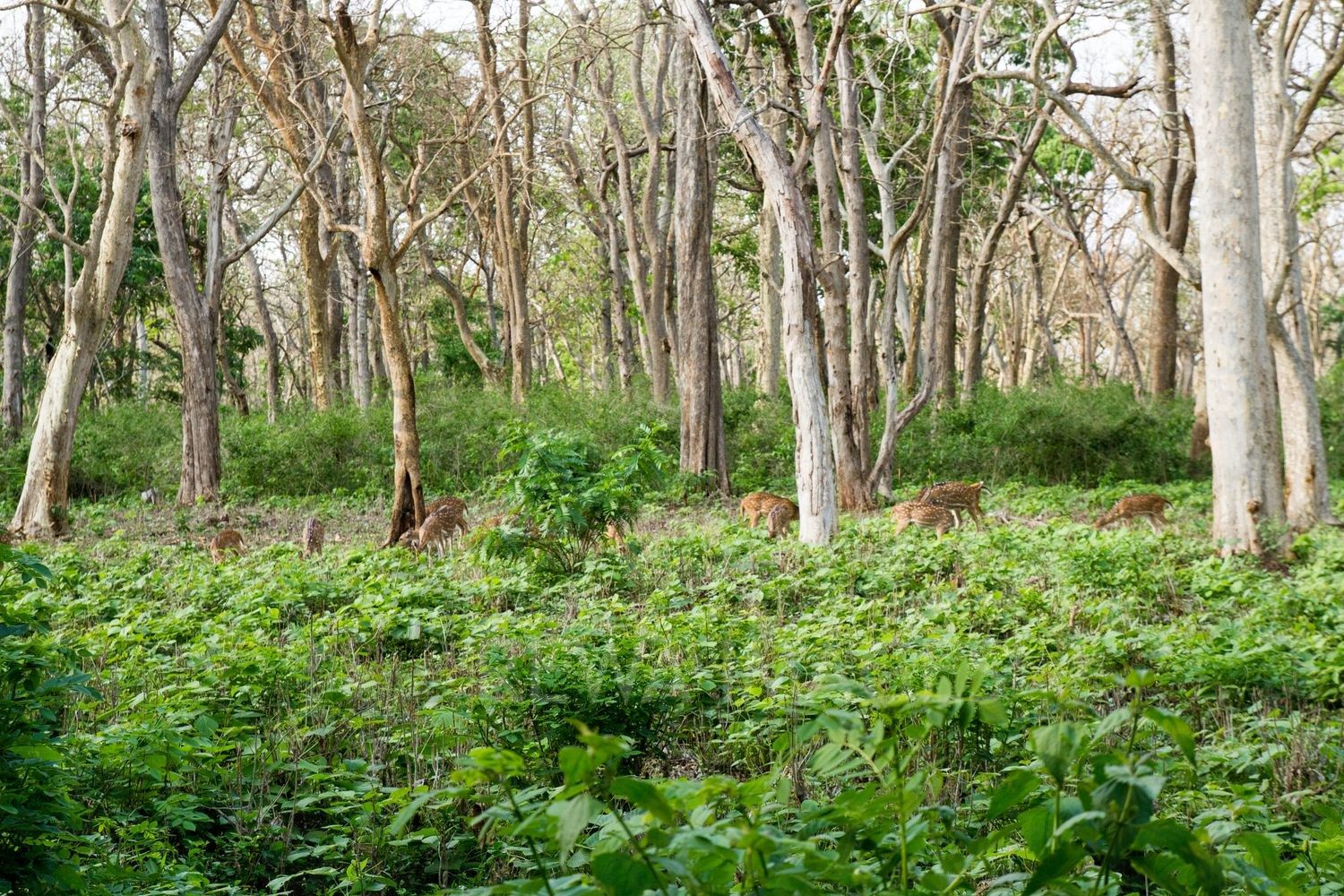 Kerala Forests