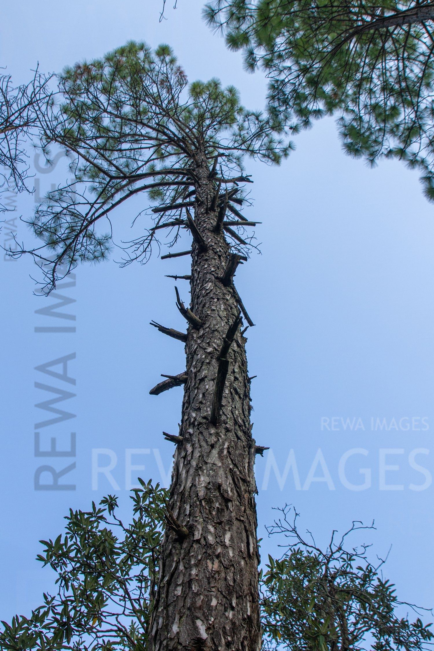 Tall pine trees