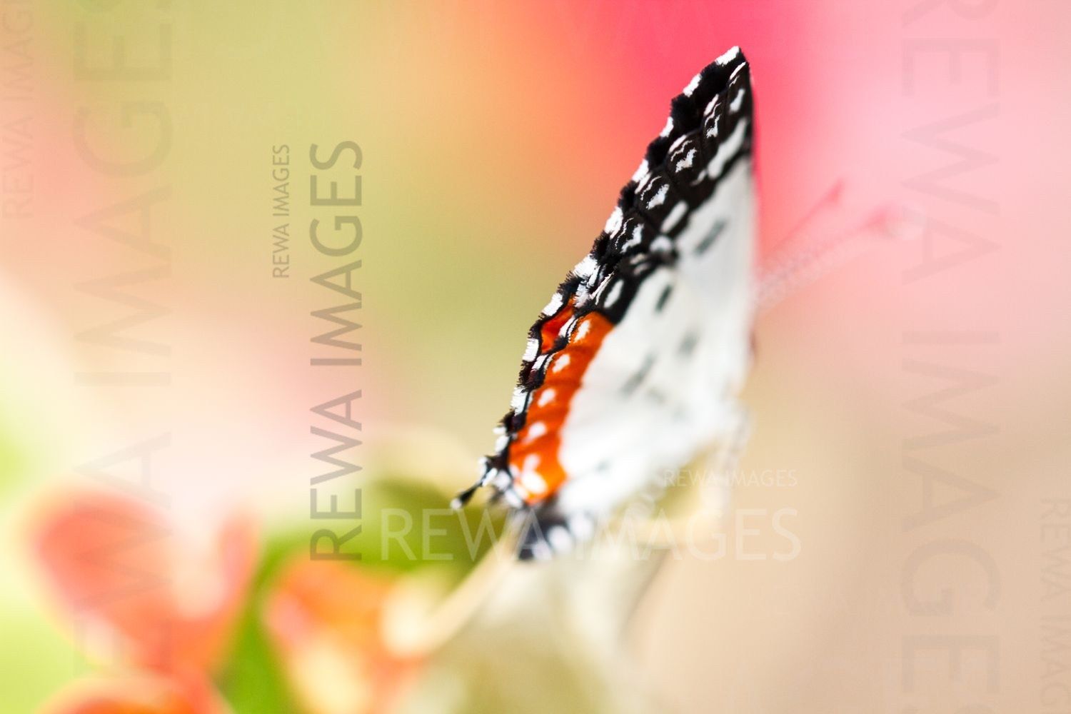 Red Pierrot butterfly