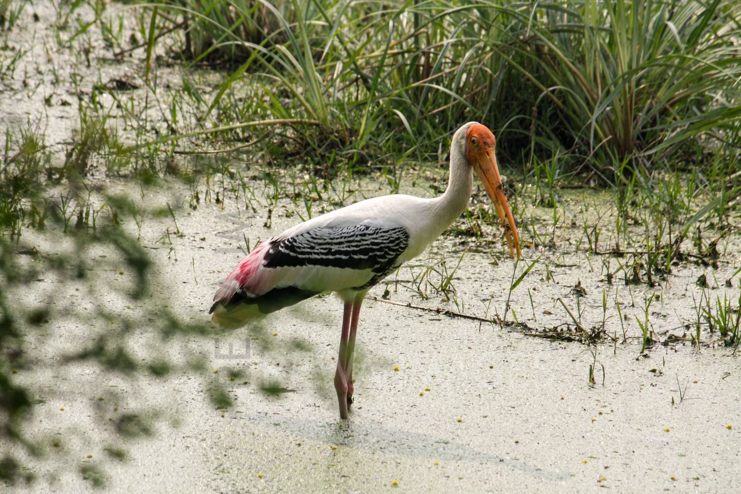 Painted Stork at Bharatpur