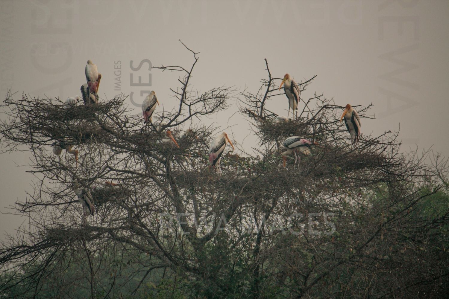 Painted Stork at Bharatpur