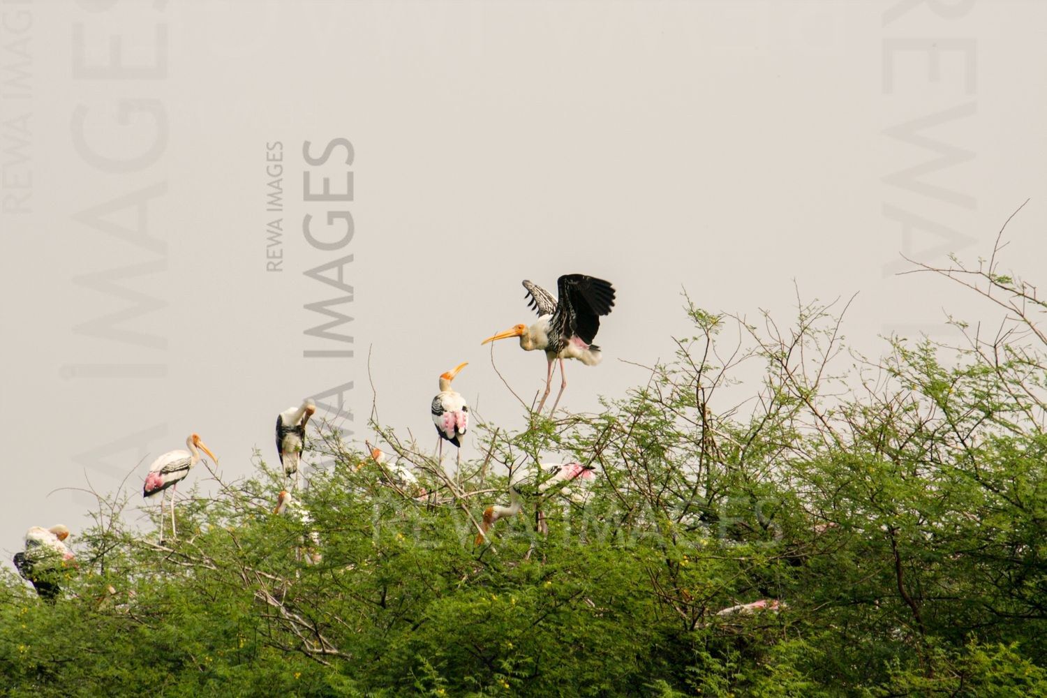 Painted Stork at Bharatpur