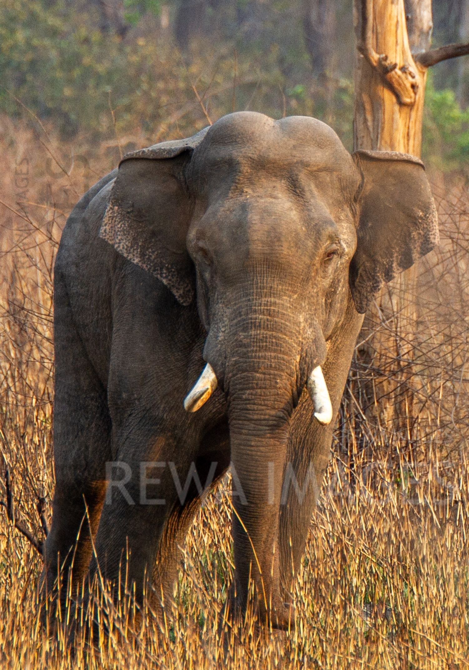 Indian elephant at Jim corbett