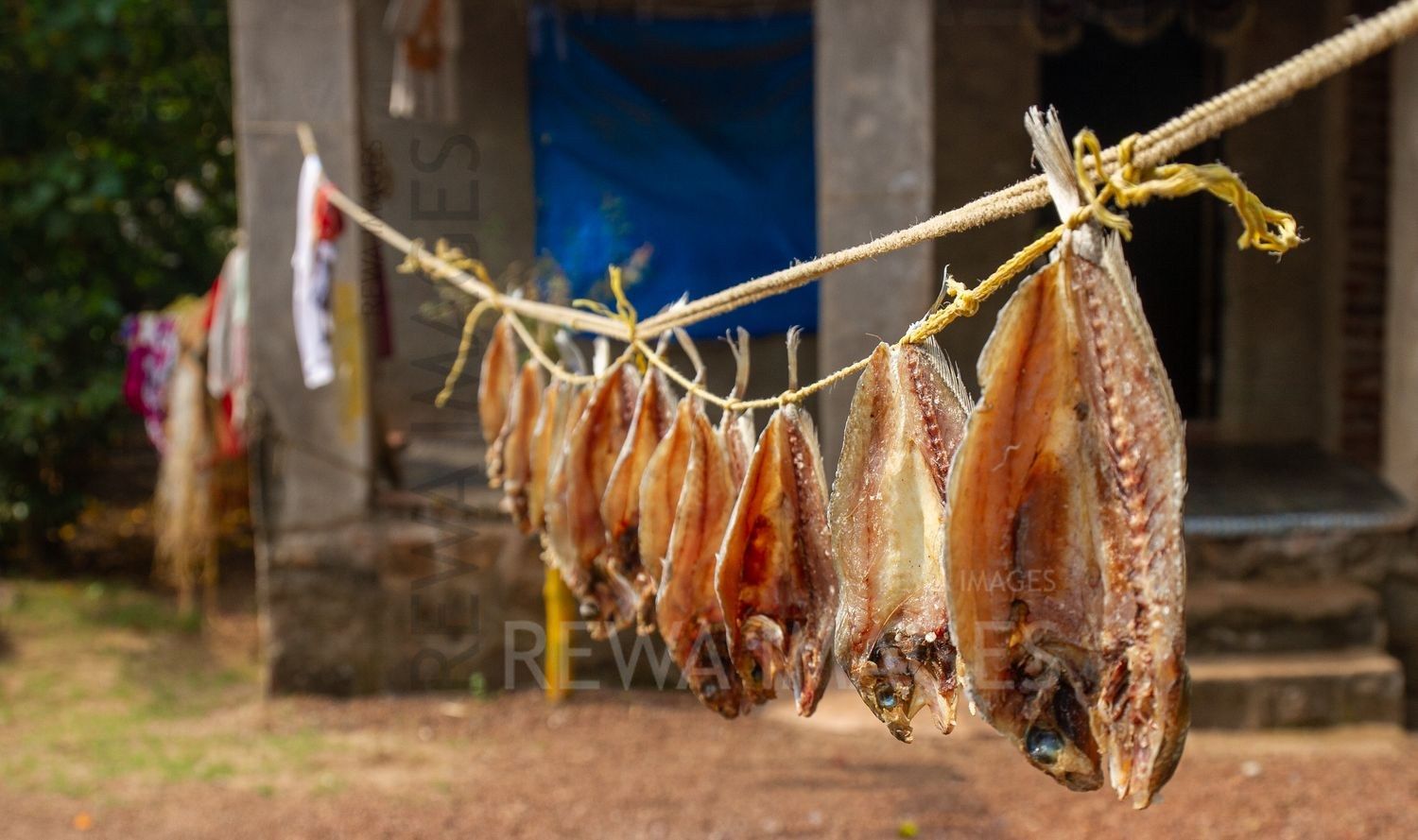 Dry fish