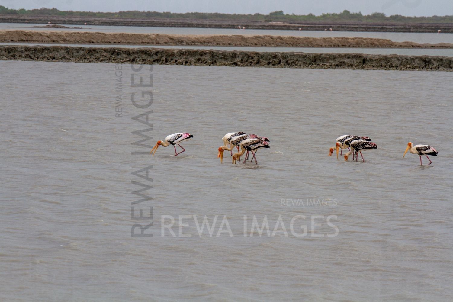 Painted Storks