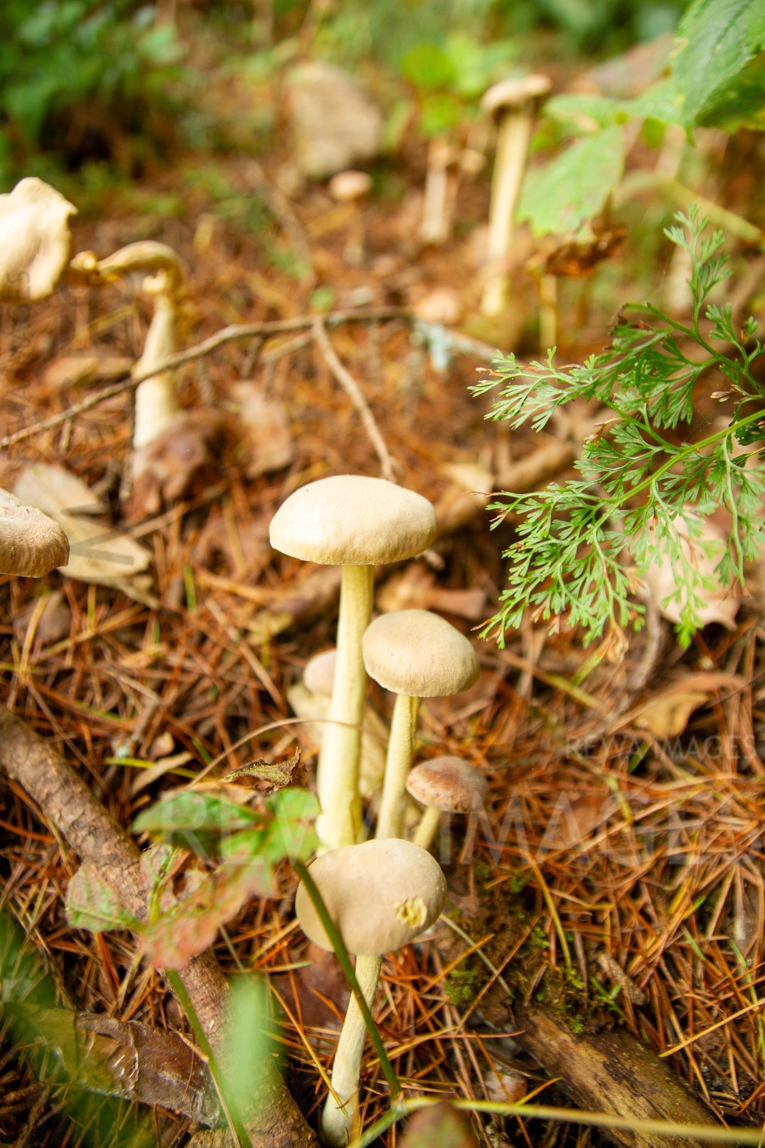 Wild Mushrooms