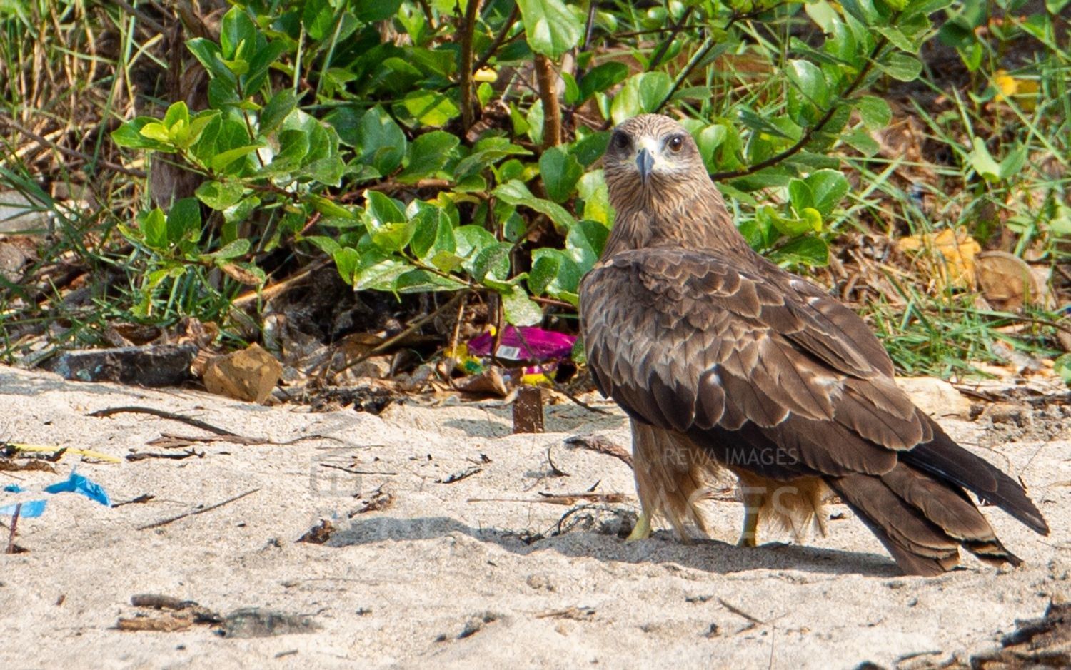 Black Kite