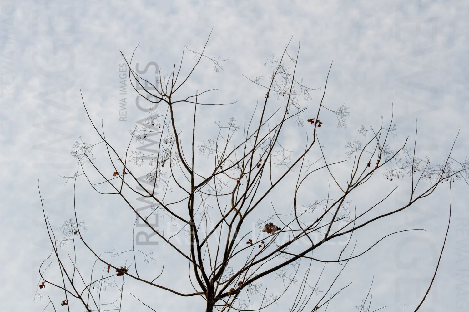 Trees