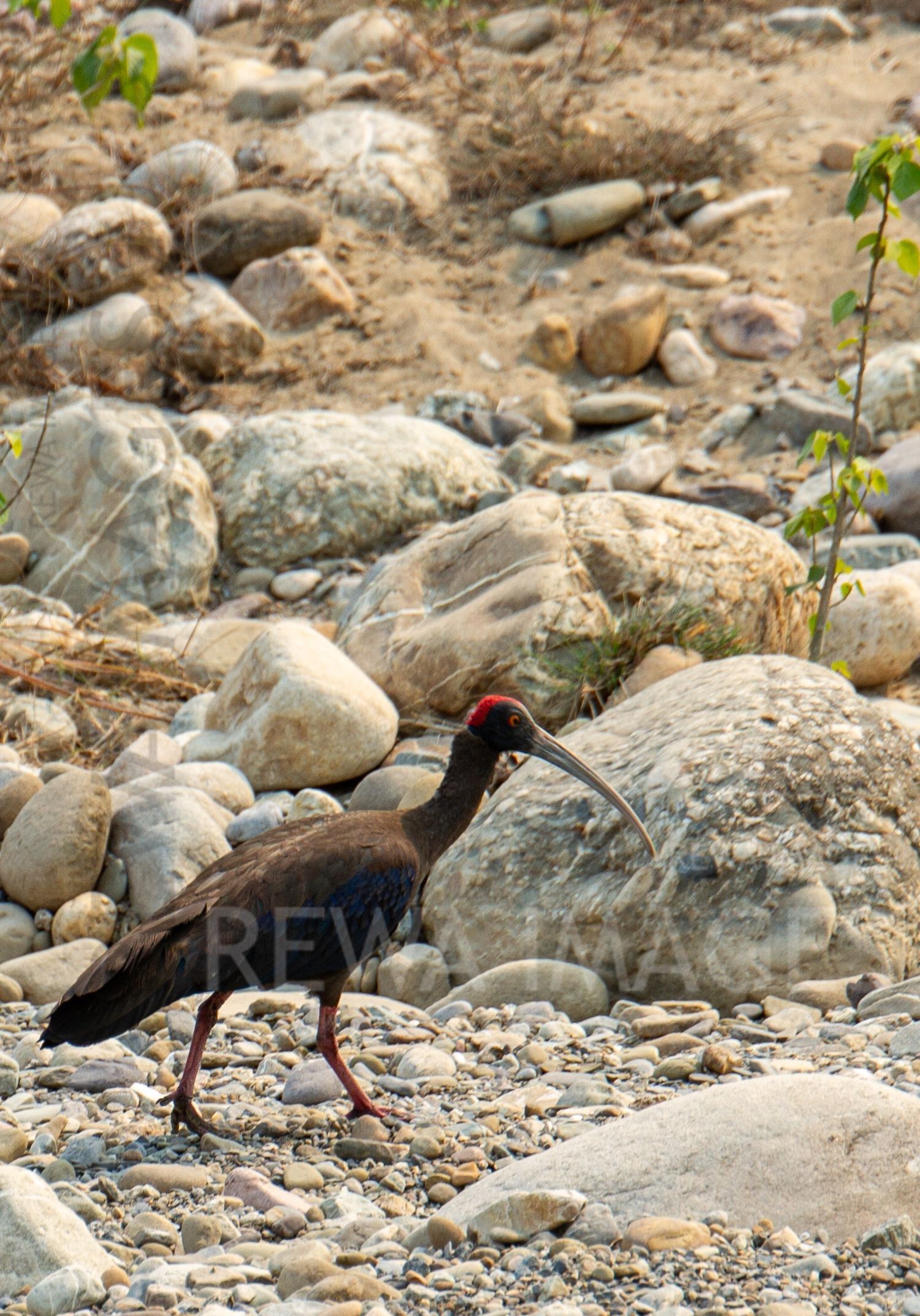 Red-naped Ibis