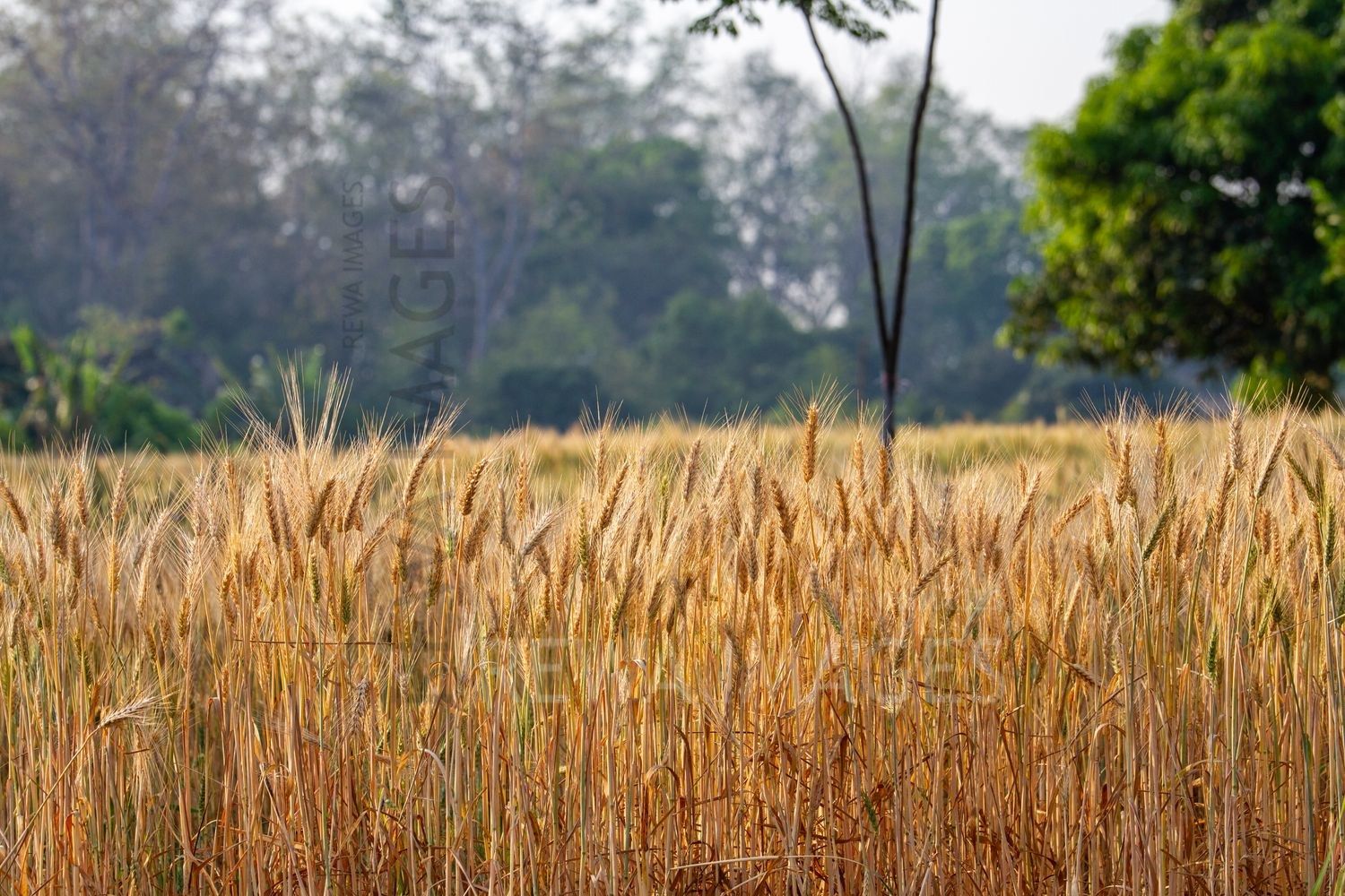 Paddy fields