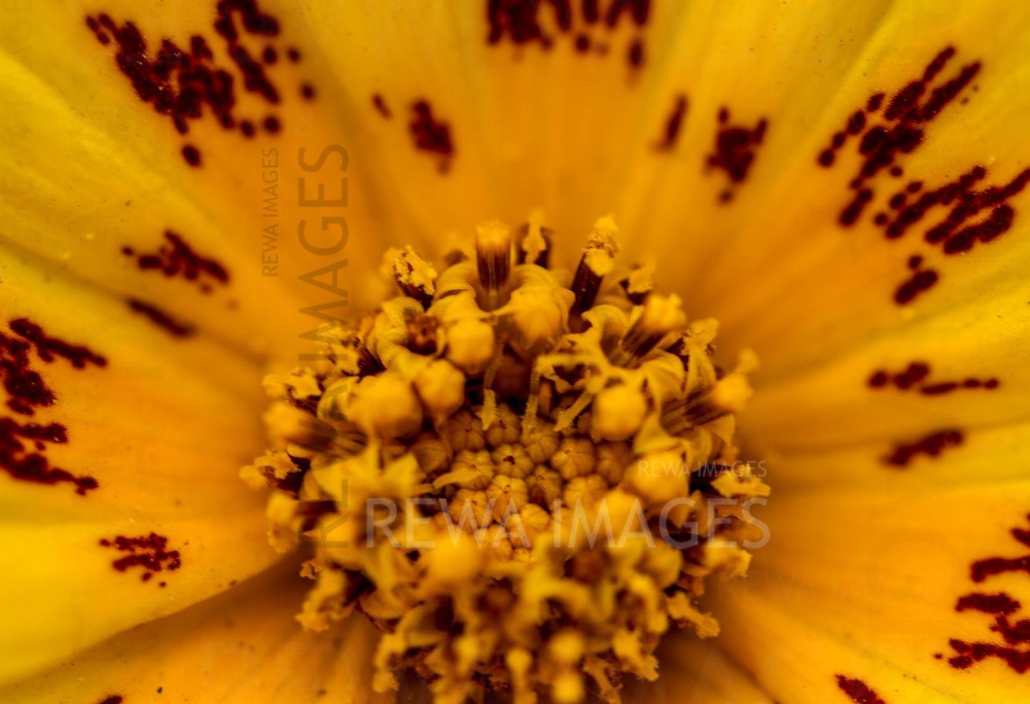 The magic of macro photography of flowers