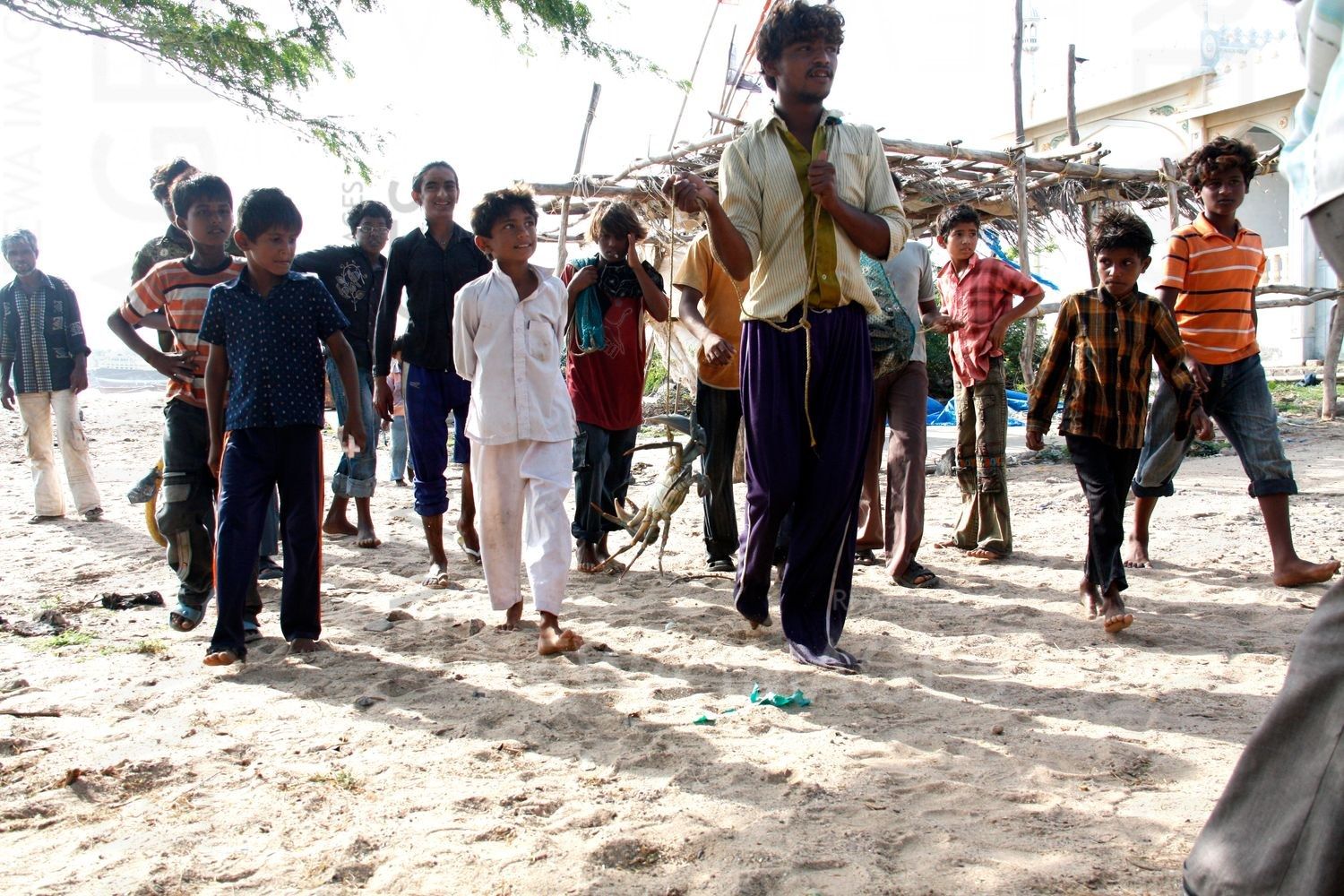 Crabs in Kutch coast