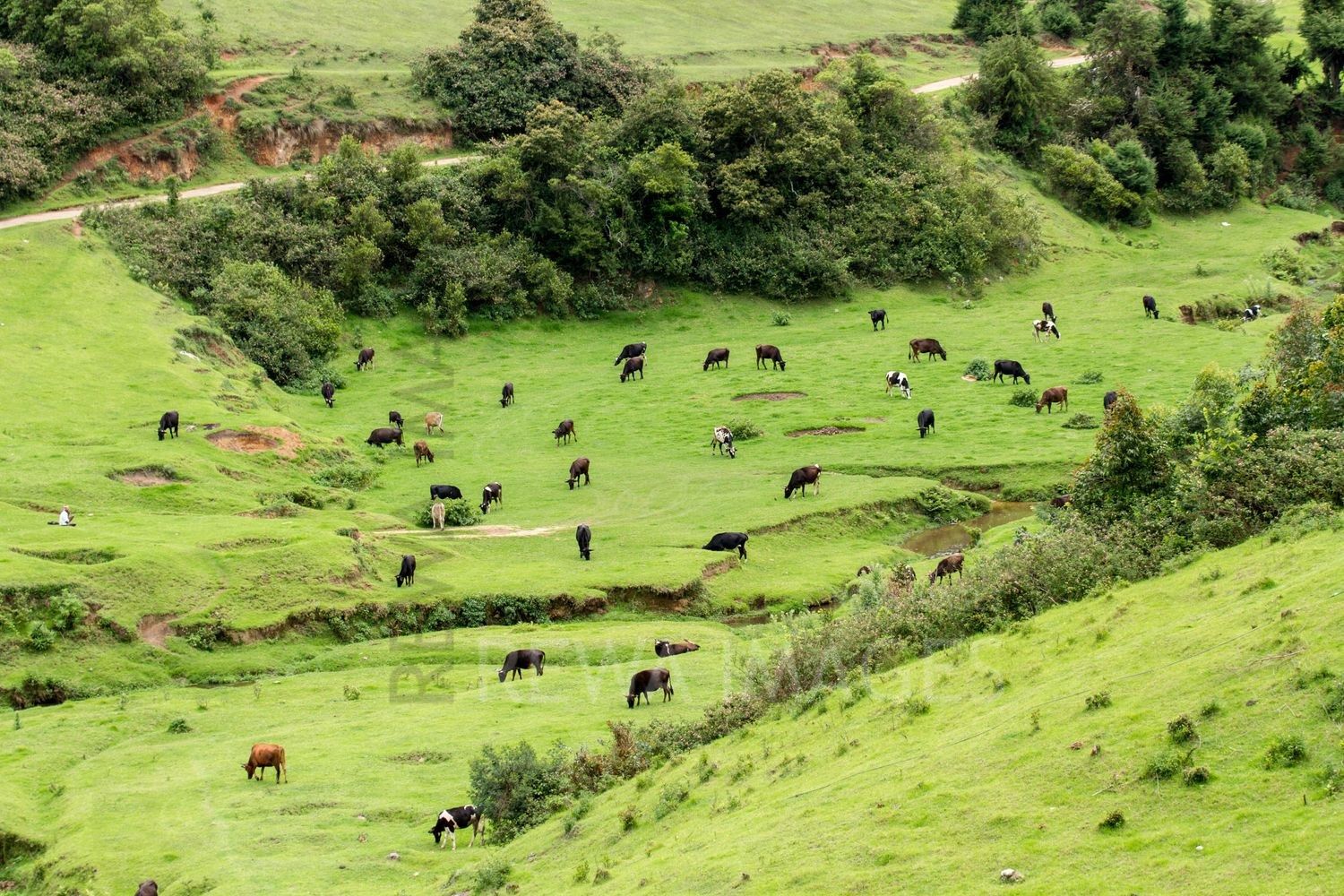Herds of cow