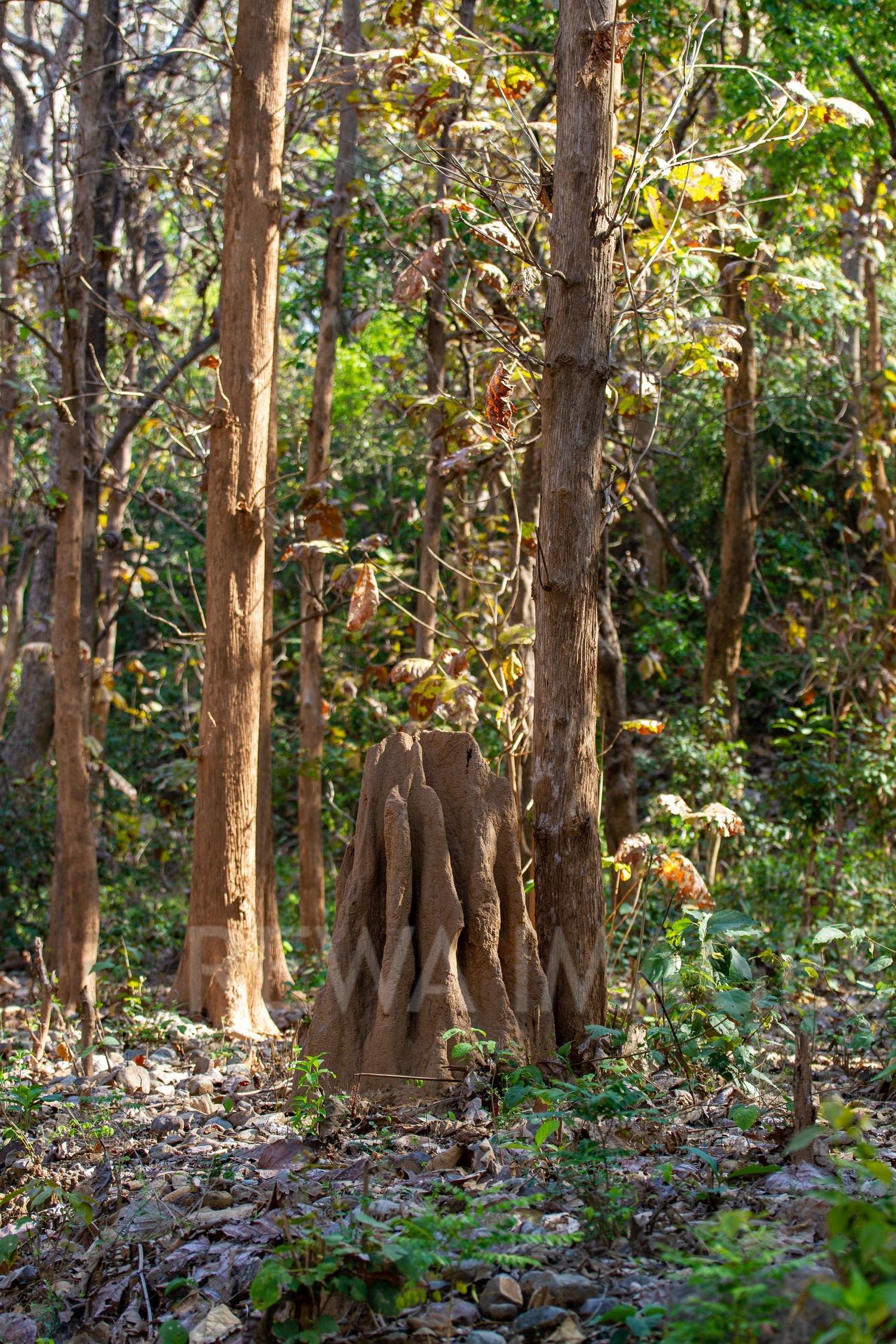 Forests in Uttarakhand