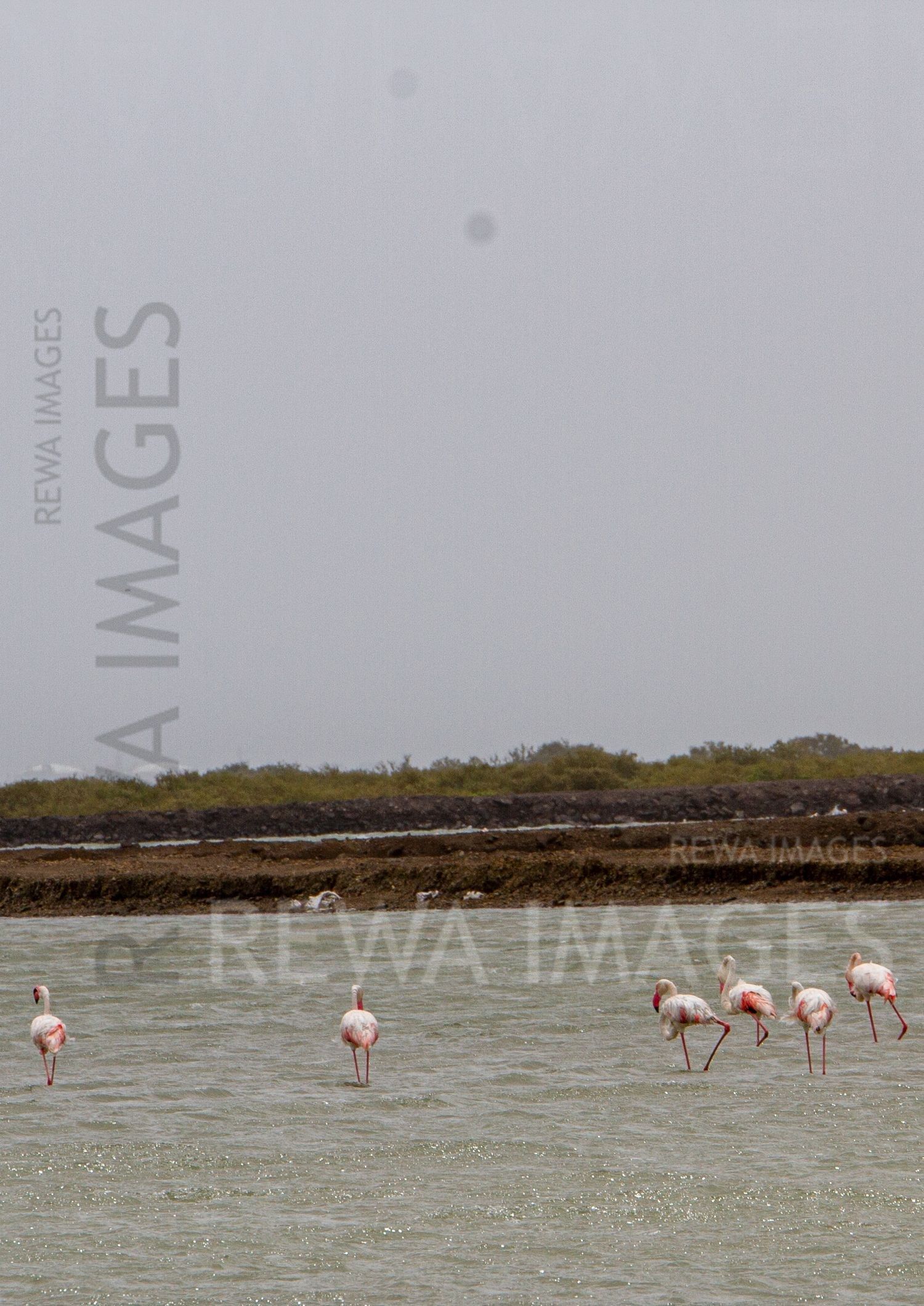 Flamingos in Kutch